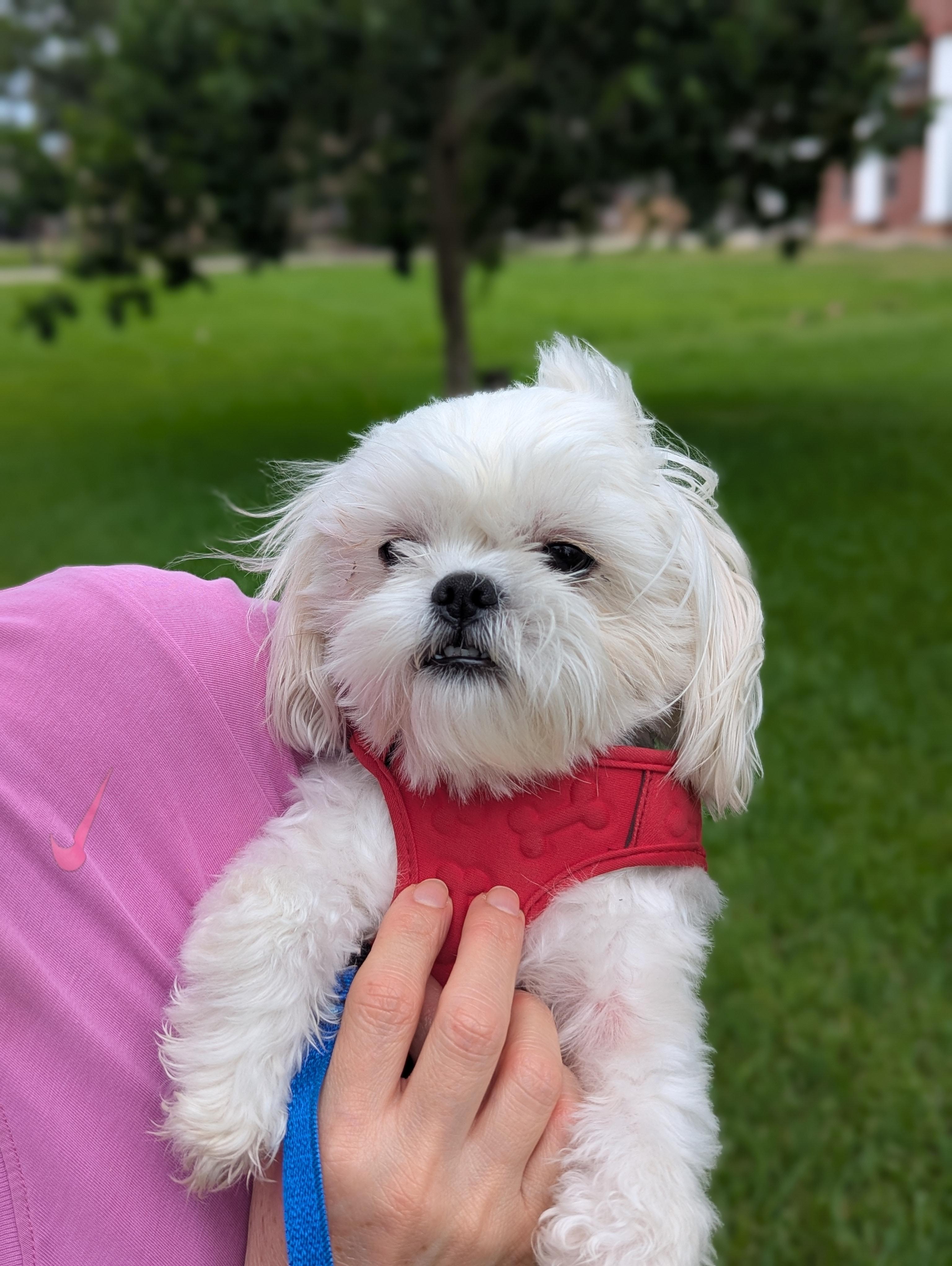Enlarge Teddy, an adopted mixed breed in Spring, TX image 5/5