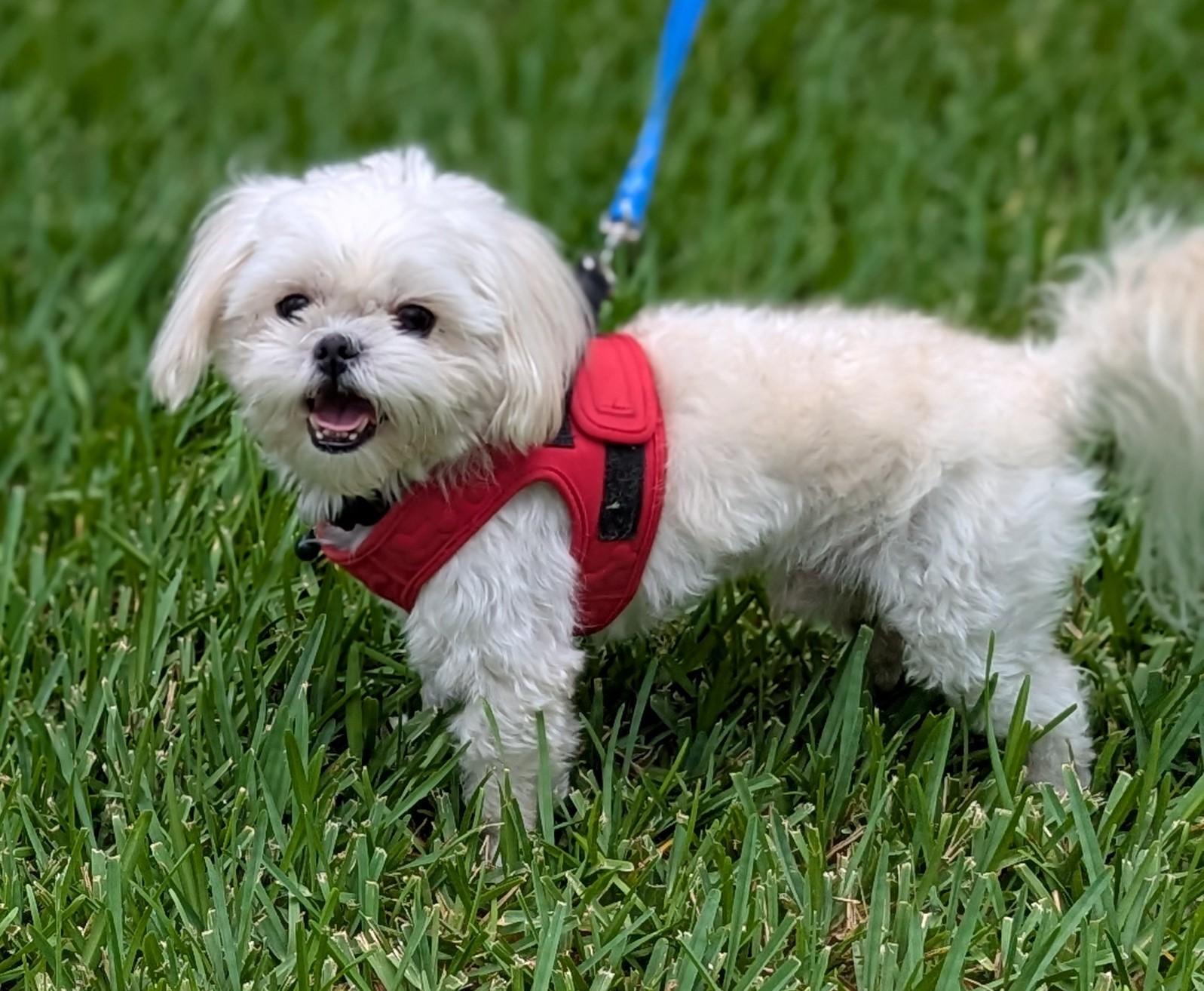 Enlarge Teddy, an adopted mixed breed in Spring, TX image 4/5
