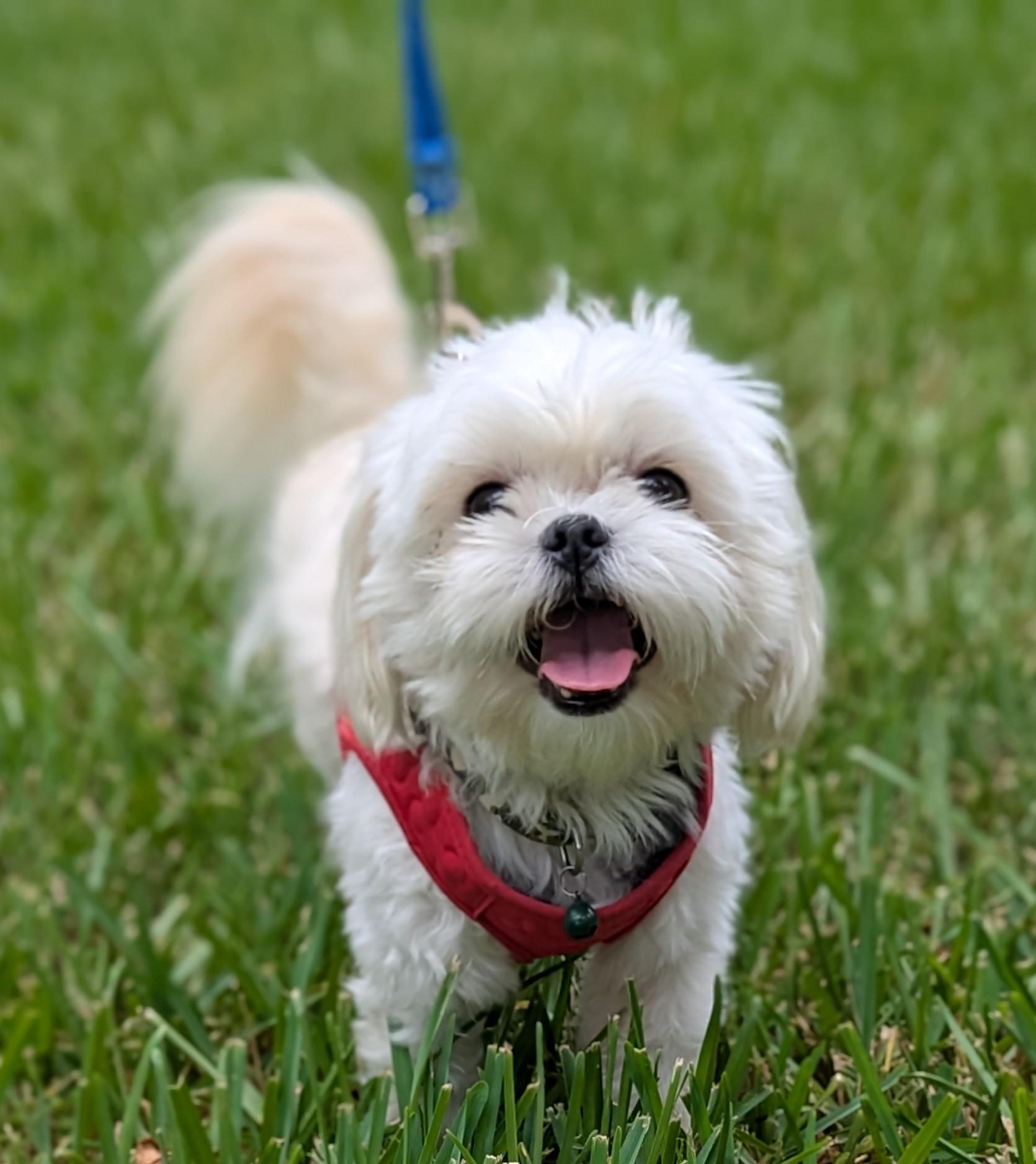 Teddy, adopted, Young Male Shih Tzu & Maltese.