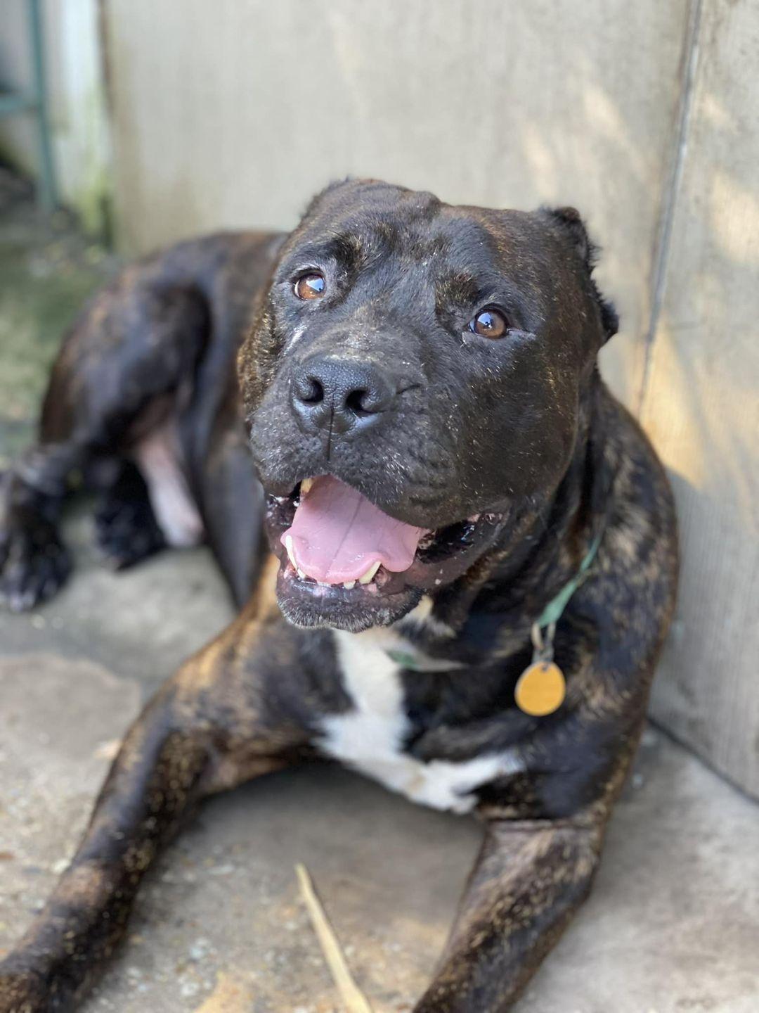 Enlarge Roy, a Adopted Cane Corso in Jefferson , LA image 1/1