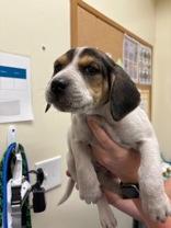 Enlarge Latte, an adopted mixed breed in Charleston, SC image 1/1