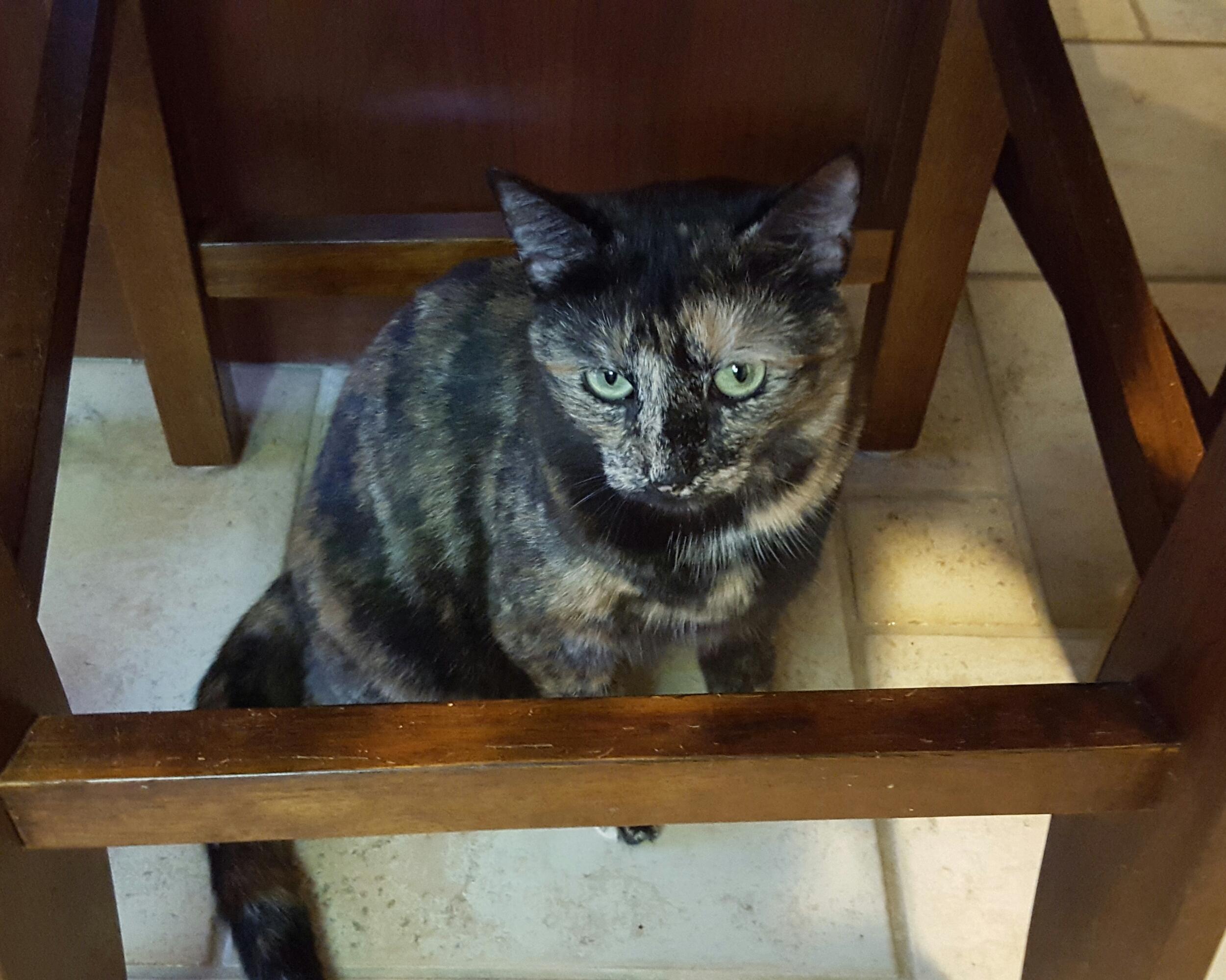 Enlarge Dottie, a Adoptable Tortoiseshell in Garwood, NJ image 1/6
