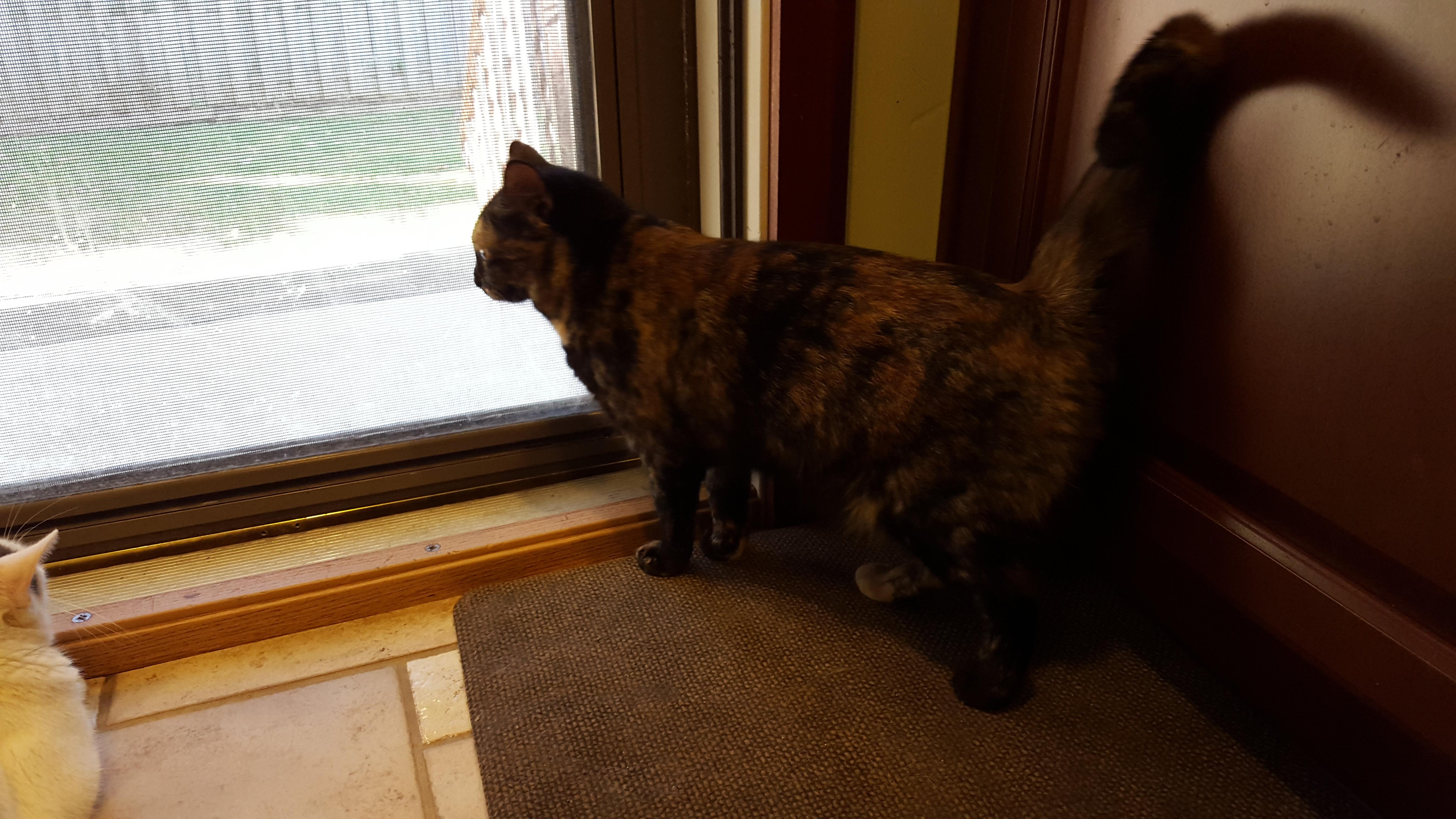 Enlarge Dottie, a Adoptable Tortoiseshell in Garwood, NJ image 2/6