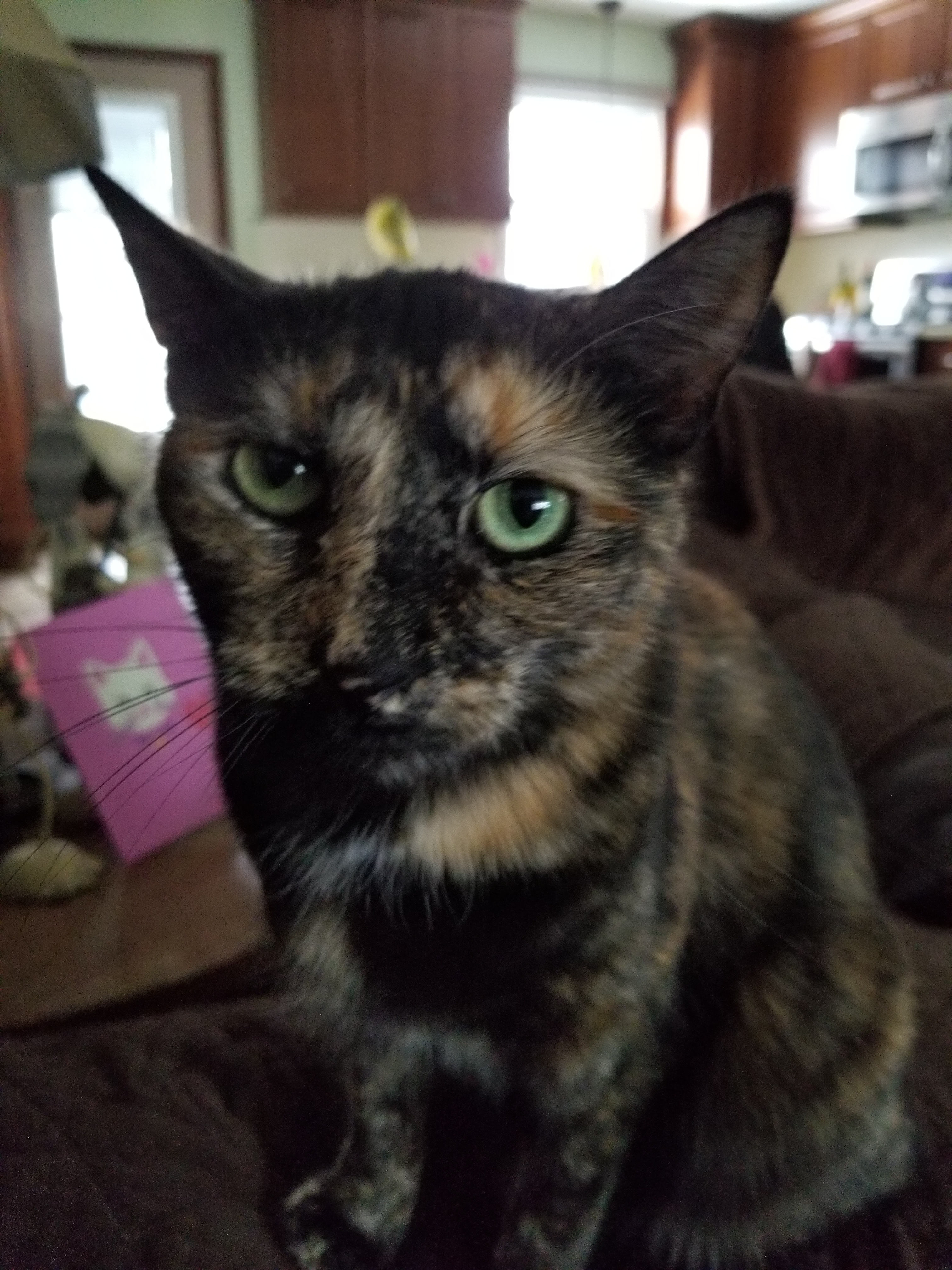 Enlarge Dottie, a Adoptable Tortoiseshell in Garwood, NJ image 3/6