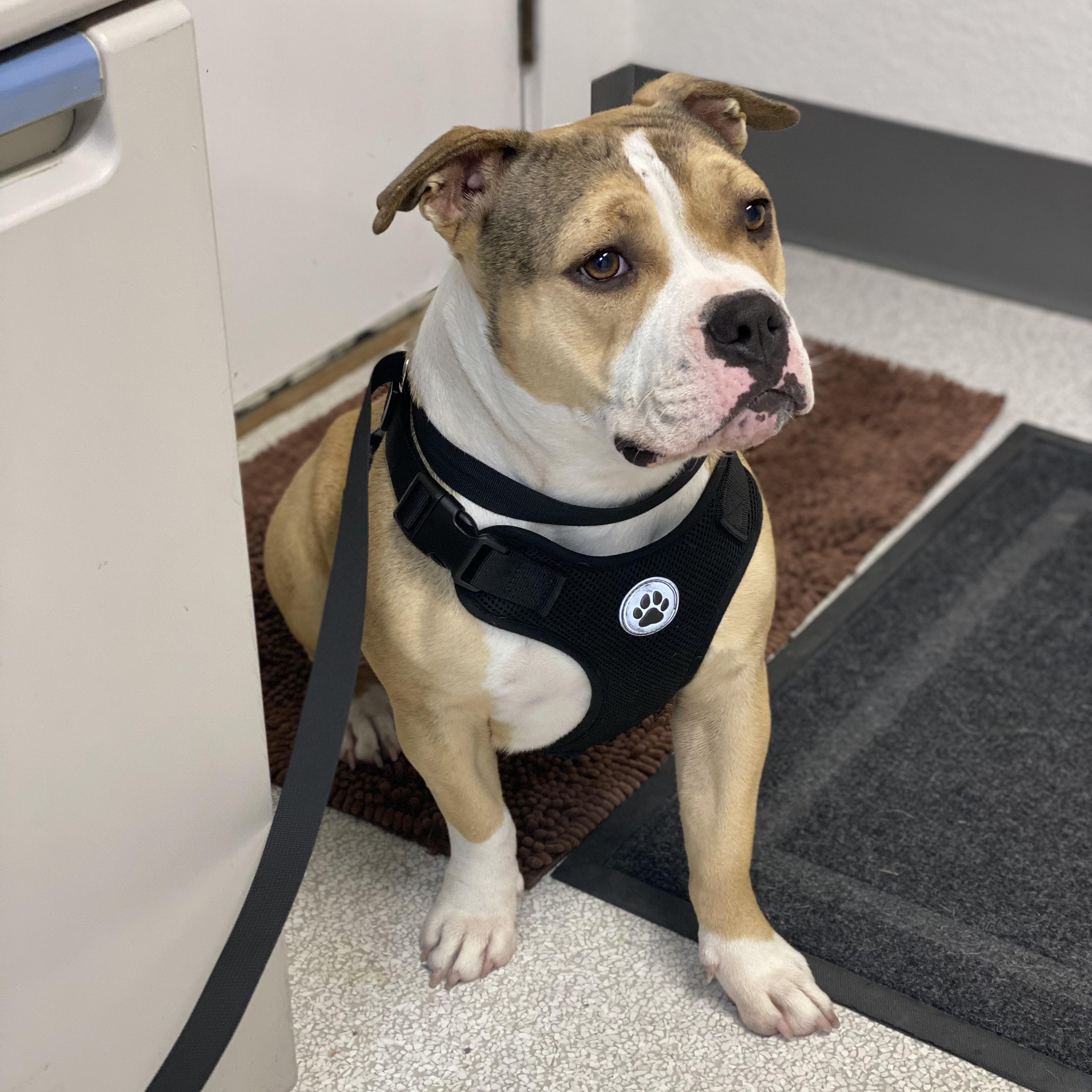 Keriah, adoptable, Young Female Bulldog.