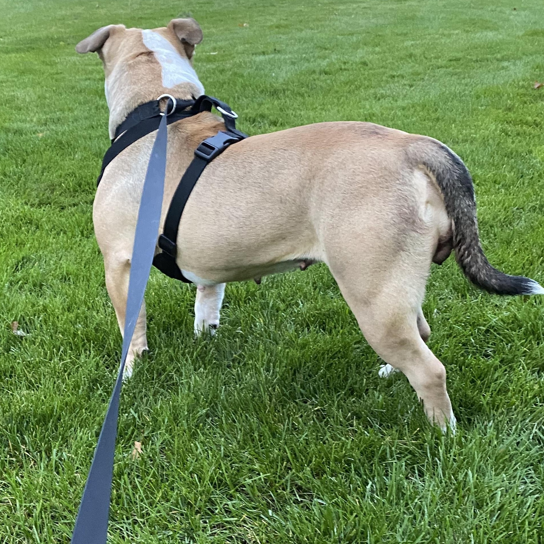 Enlarge Keriah, an adoptable mixed breed in Pasco, WA image 2/6