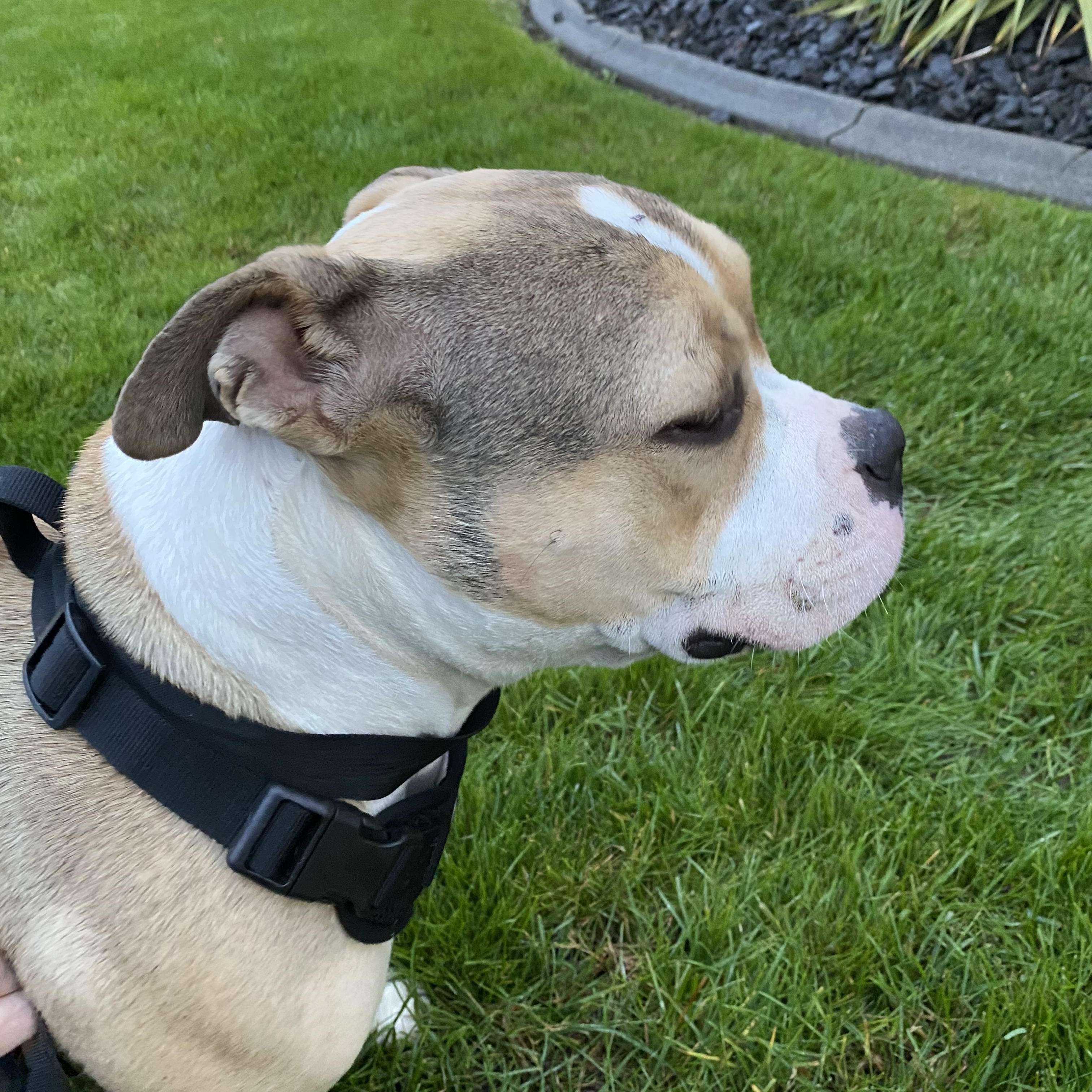 Enlarge Keriah, an adoptable mixed breed in Pasco, WA image 3/6