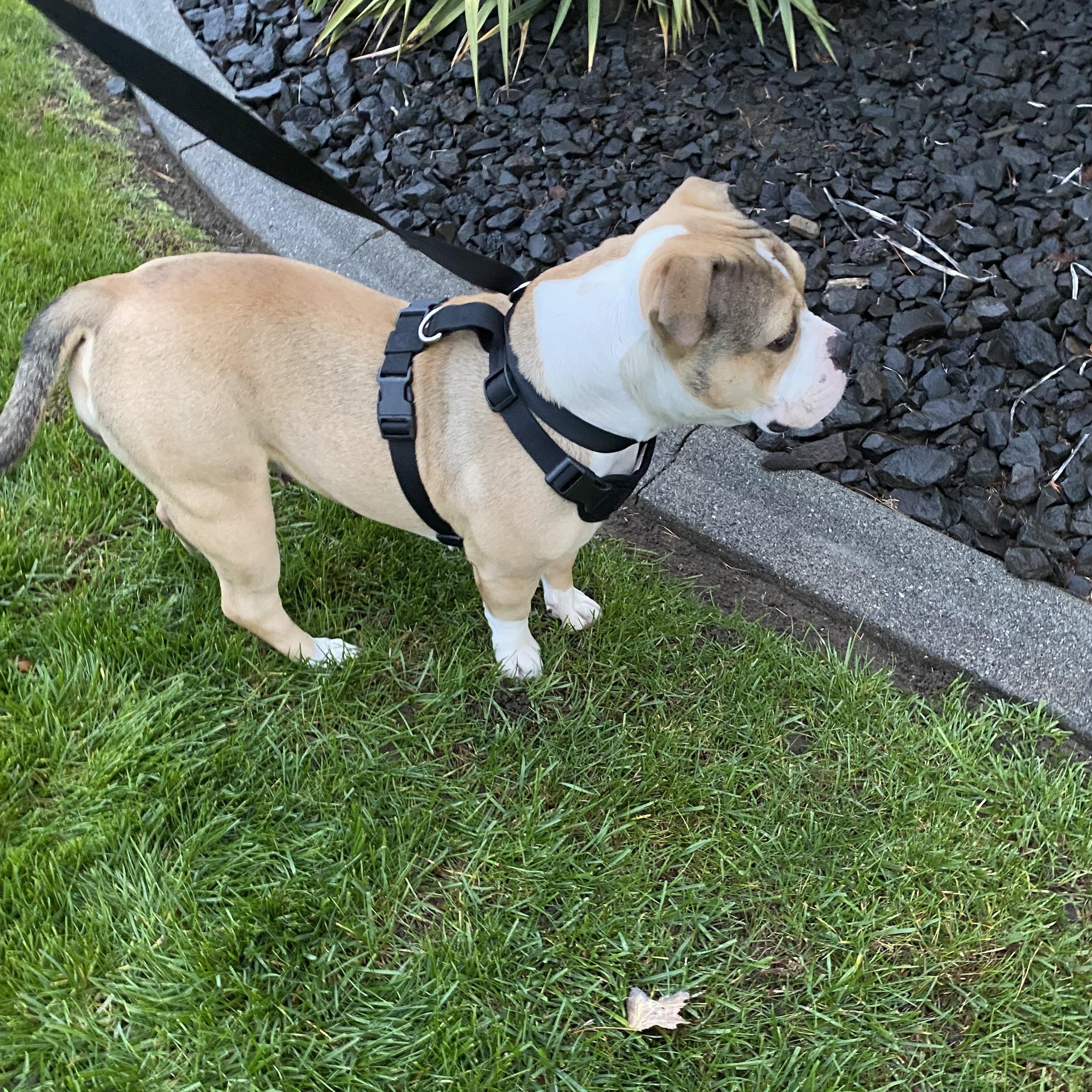 Enlarge Keriah, an adoptable mixed breed in Pasco, WA image 4/6