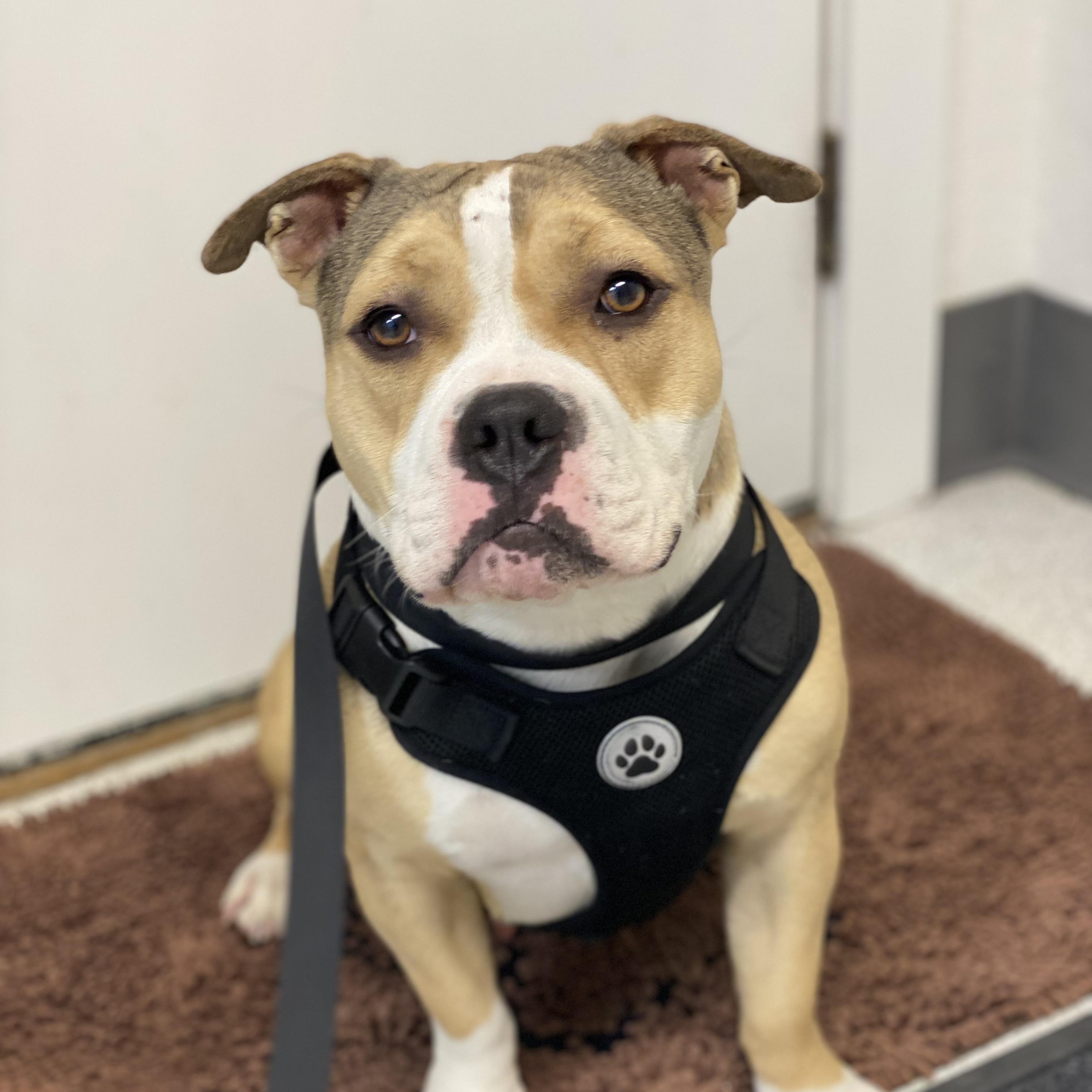 Enlarge Keriah, an adoptable mixed breed in Pasco, WA image 5/6