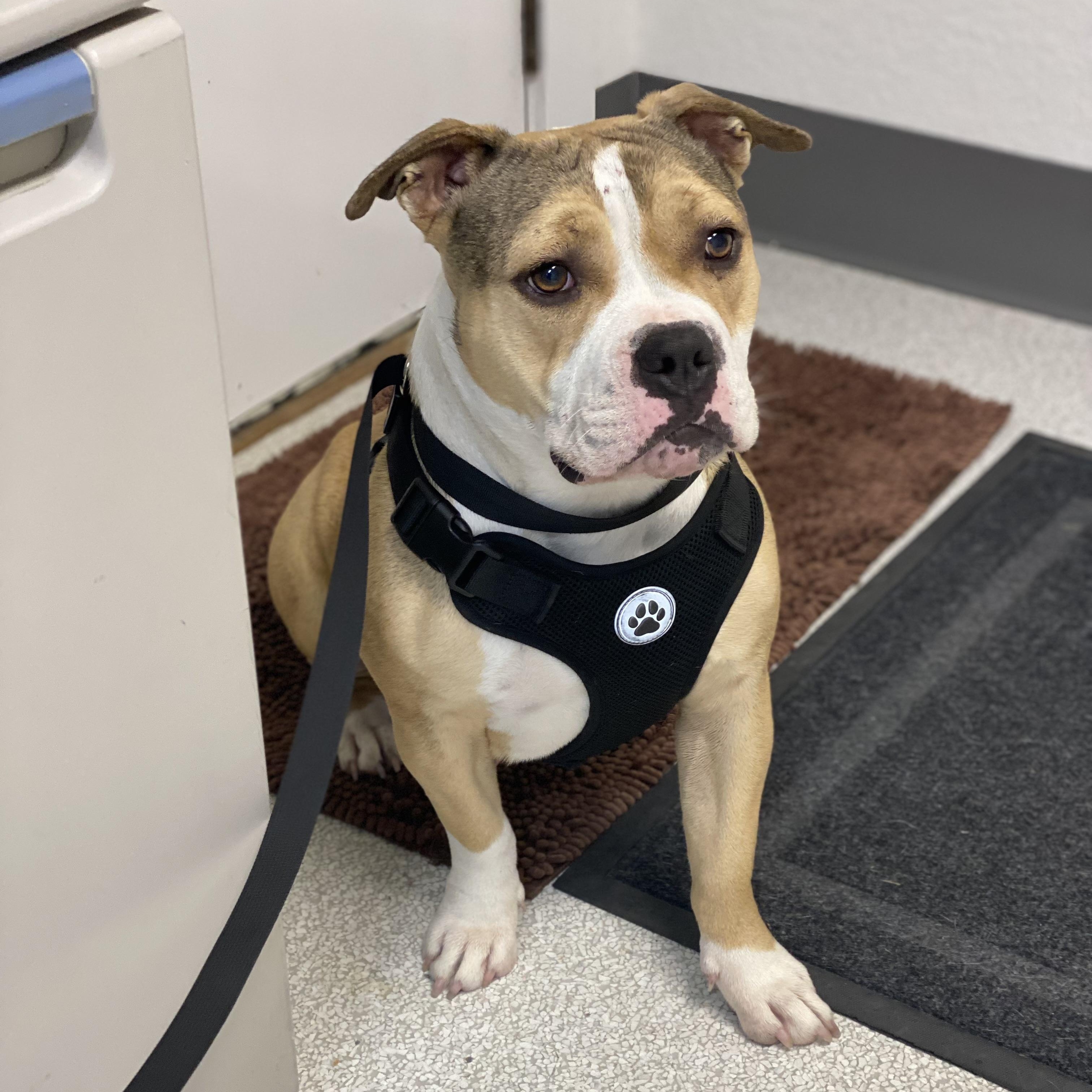 Enlarge Keriah, an adoptable mixed breed in Pasco, WA image 6/6