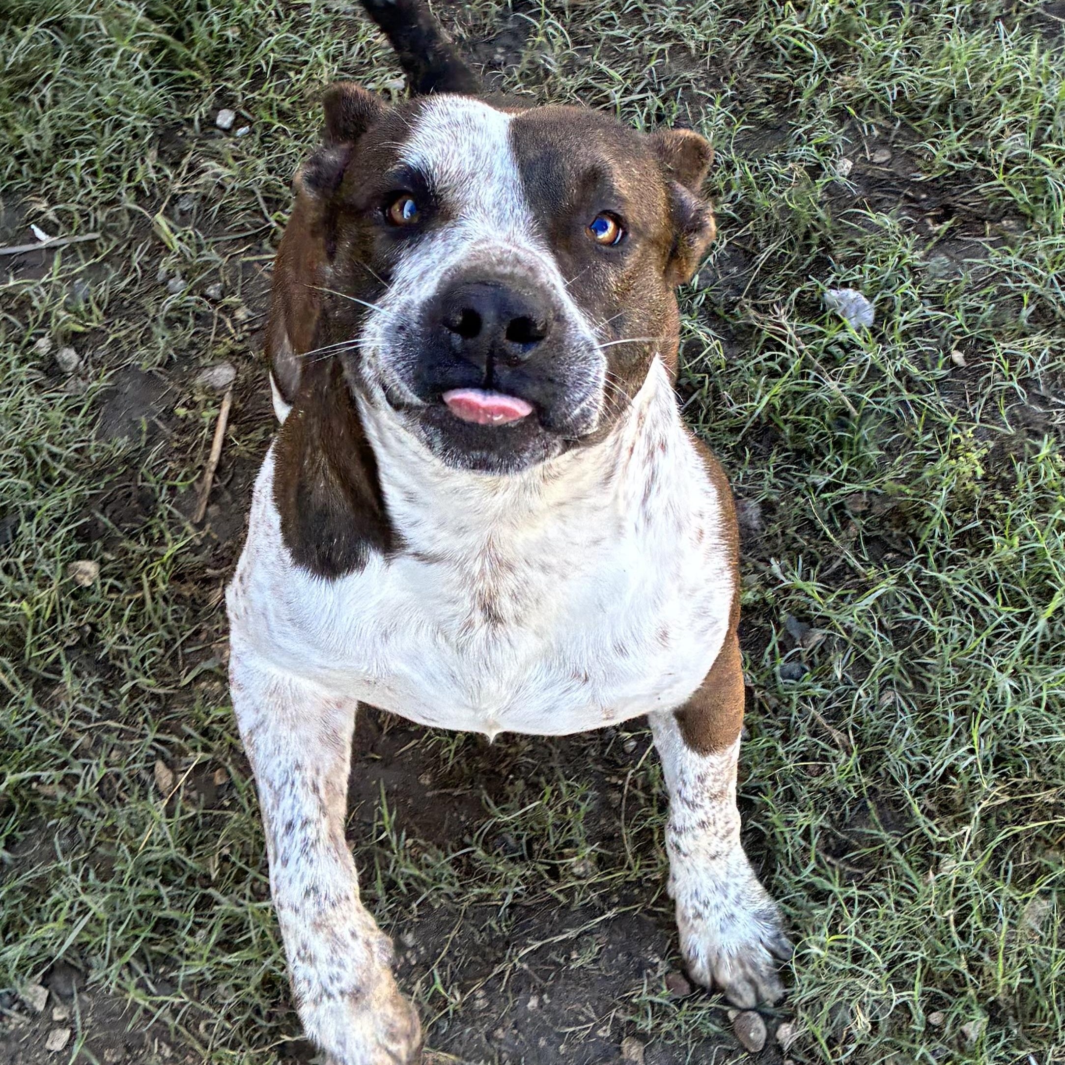 Enlarge Shorty, a Adoptable mixed breed in Converse, TX image 4/4