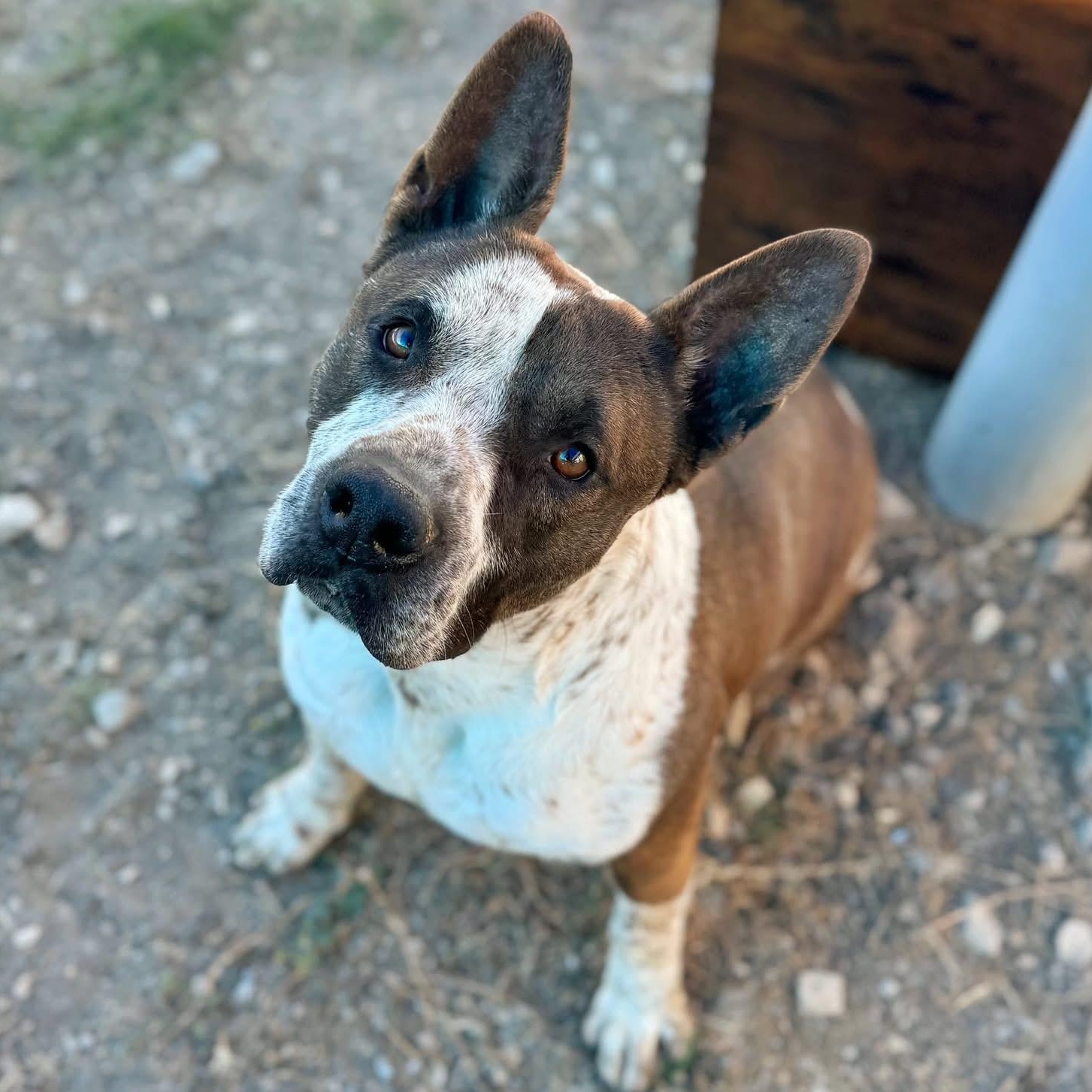 Enlarge Shorty, a Adoptable mixed breed in Converse, TX image 2/5