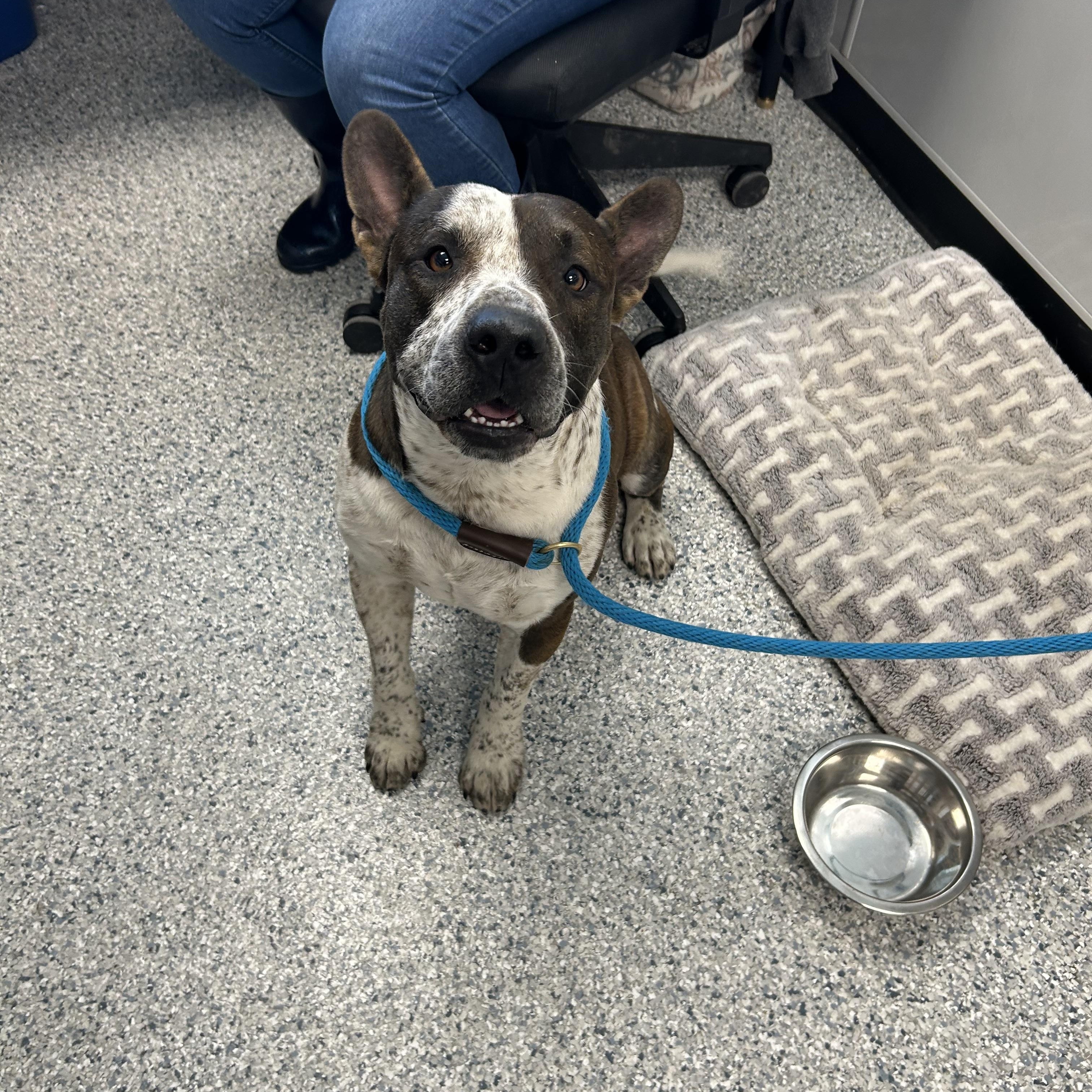 Enlarge Shorty, a Adoptable mixed breed in Converse, TX image 2/4