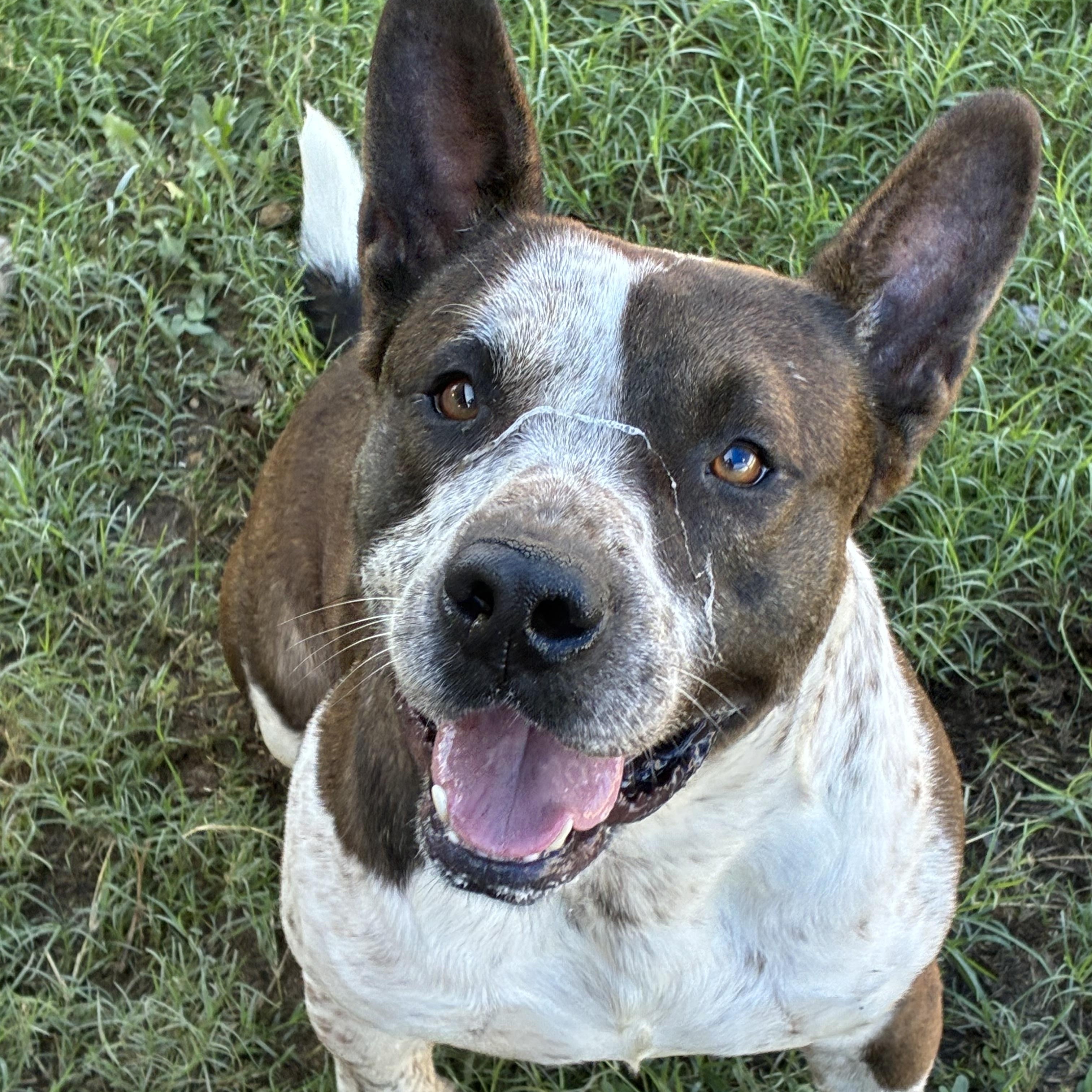 Enlarge Shorty, a Adoptable mixed breed in Converse, TX image 3/4