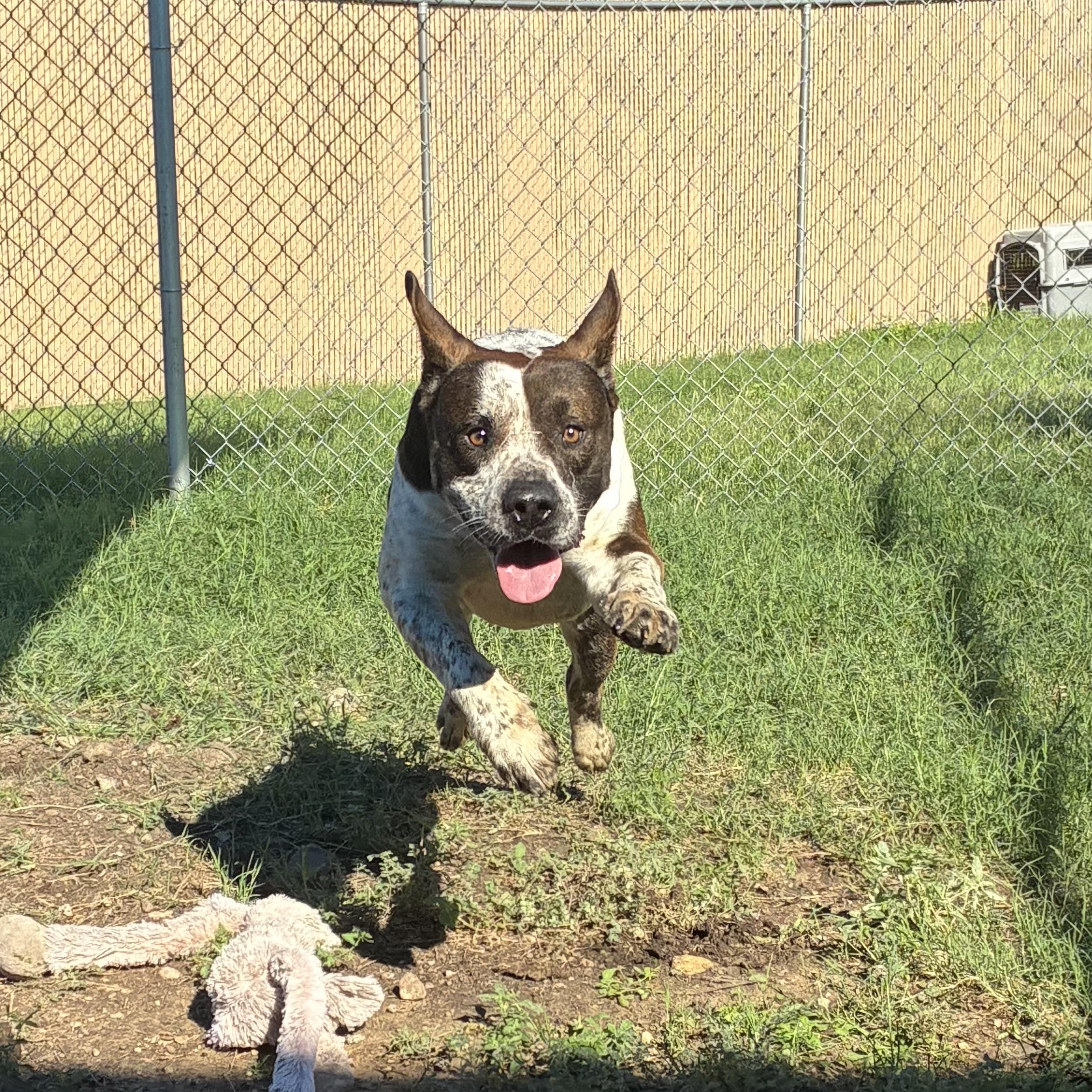 Shorty, Adoptable, Adult Male American Staffordshire Terrier.