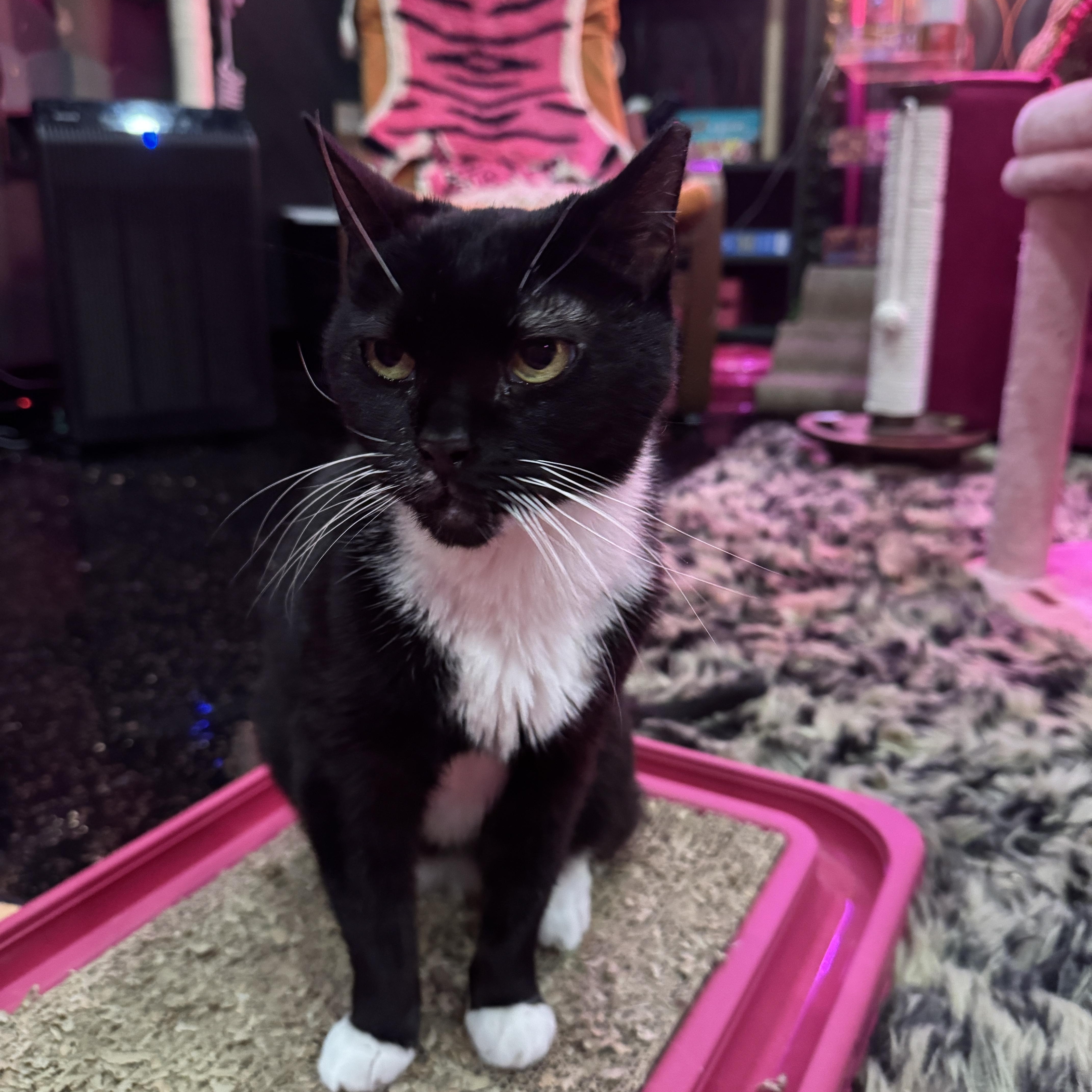 Enlarge Midnight - bonded to Mimi, a Adoptable Domestic Short Hair in Kennebunk , ME image 5/6