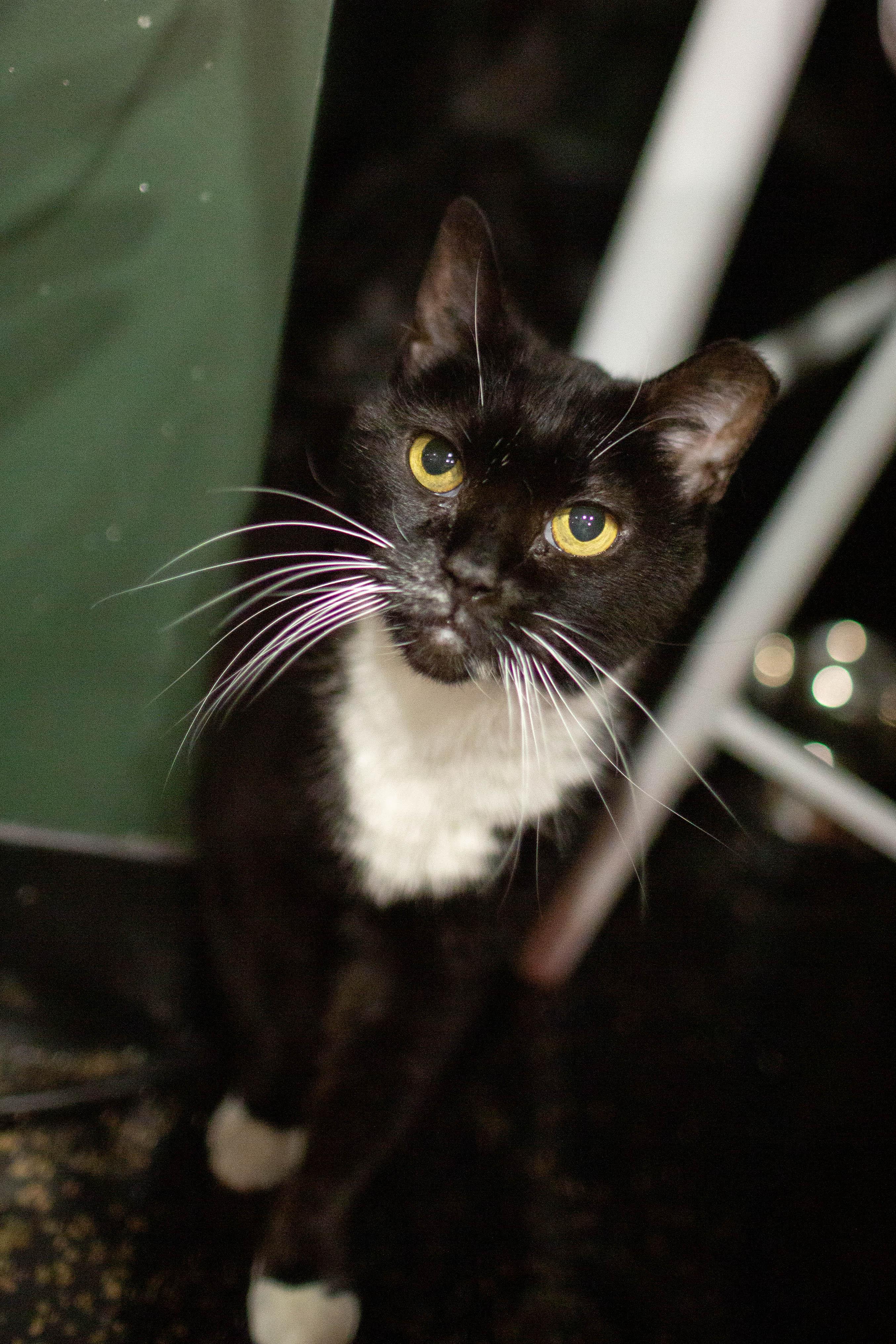 Enlarge Midnight - bonded to Mimi, a Adoptable Domestic Short Hair in Kennebunk , ME image 1/6