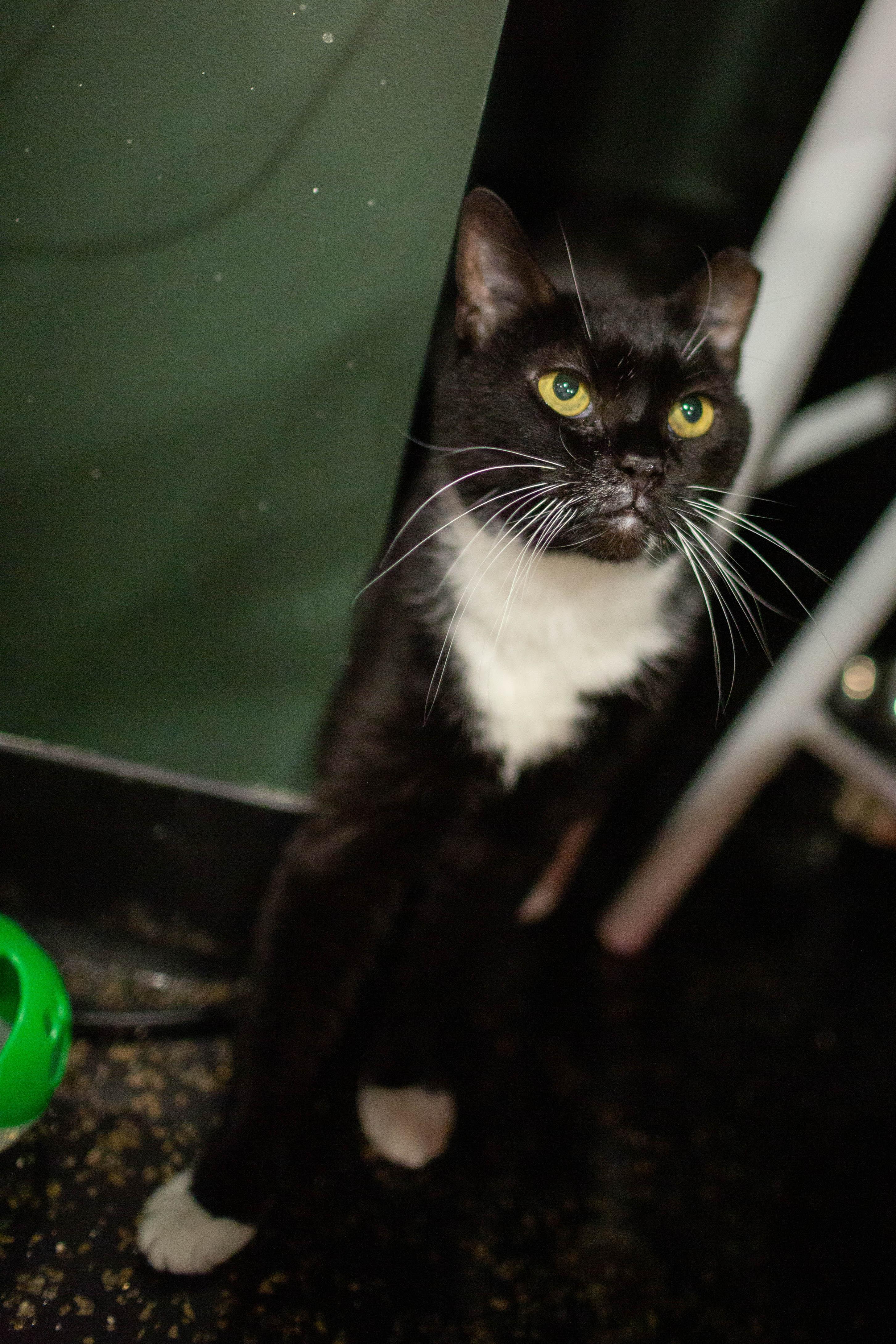 Enlarge Midnight - bonded to Mimi, a Adoptable Domestic Short Hair in Kennebunk , ME image 6/6