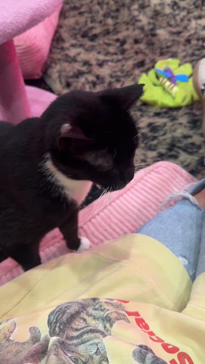 Enlarge Midnight - bonded to Mimi, a Adoptable Domestic Short Hair in Kennebunk , ME video 2/6