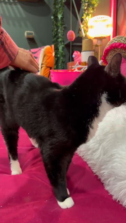 Enlarge Midnight - bonded to Mimi, a Adoptable Domestic Short Hair in Kennebunk , ME video 3/6