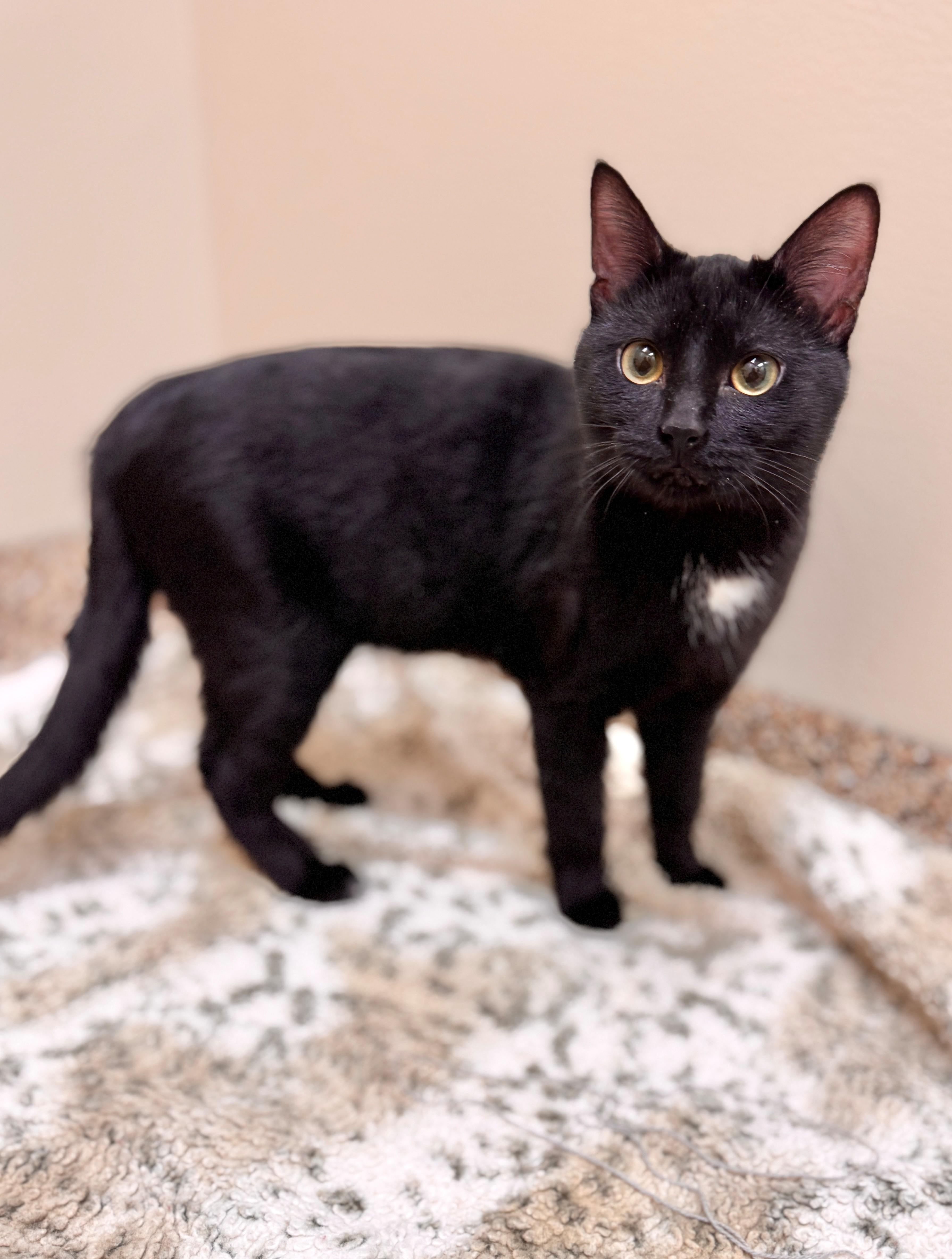 Wasabi, ADOPTABLE, Young Male Domestic Short Hair.