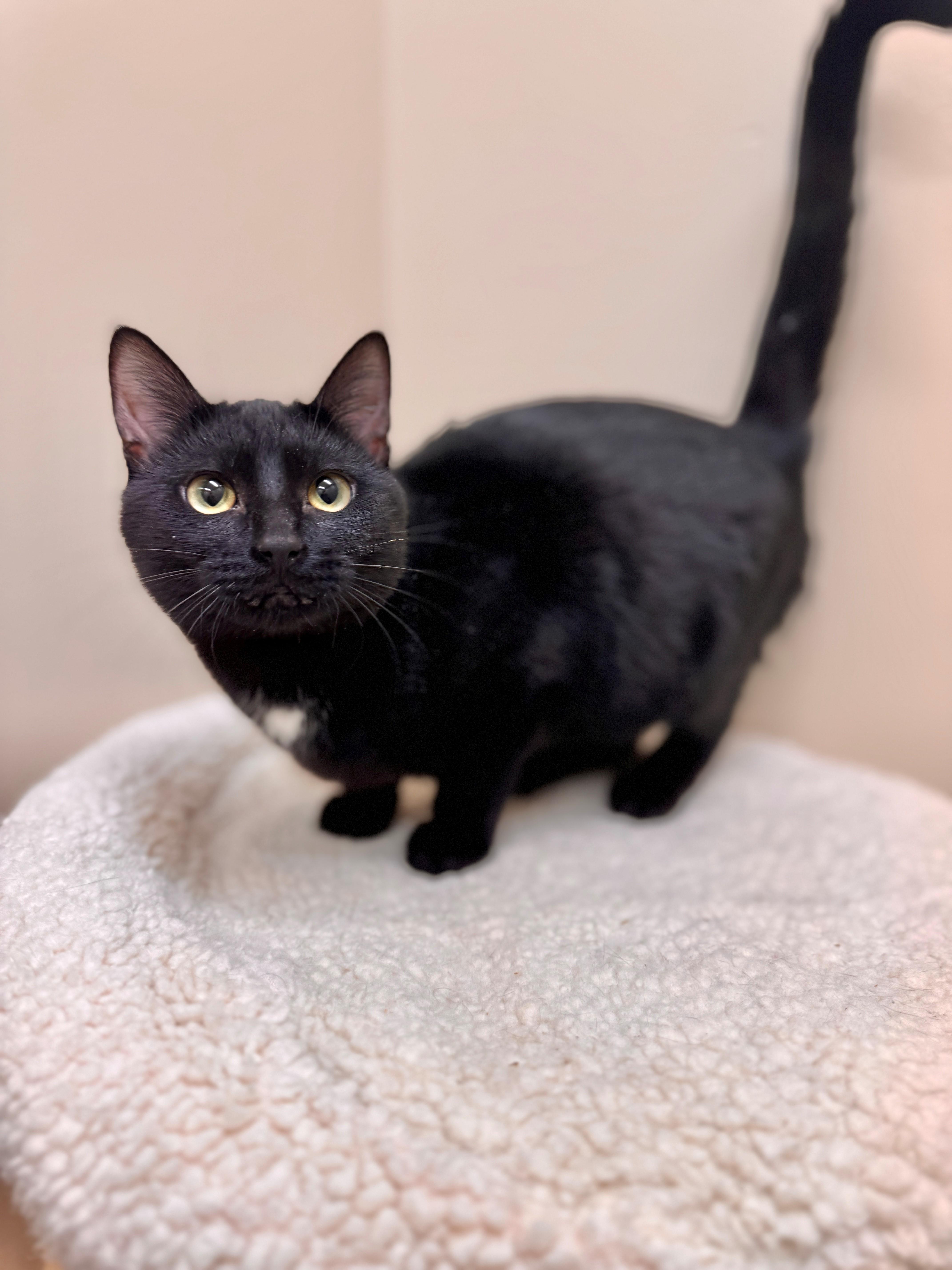 Enlarge Wasabi, a ADOPTABLE Domestic Short Hair in Hackensack, MN image 2/2