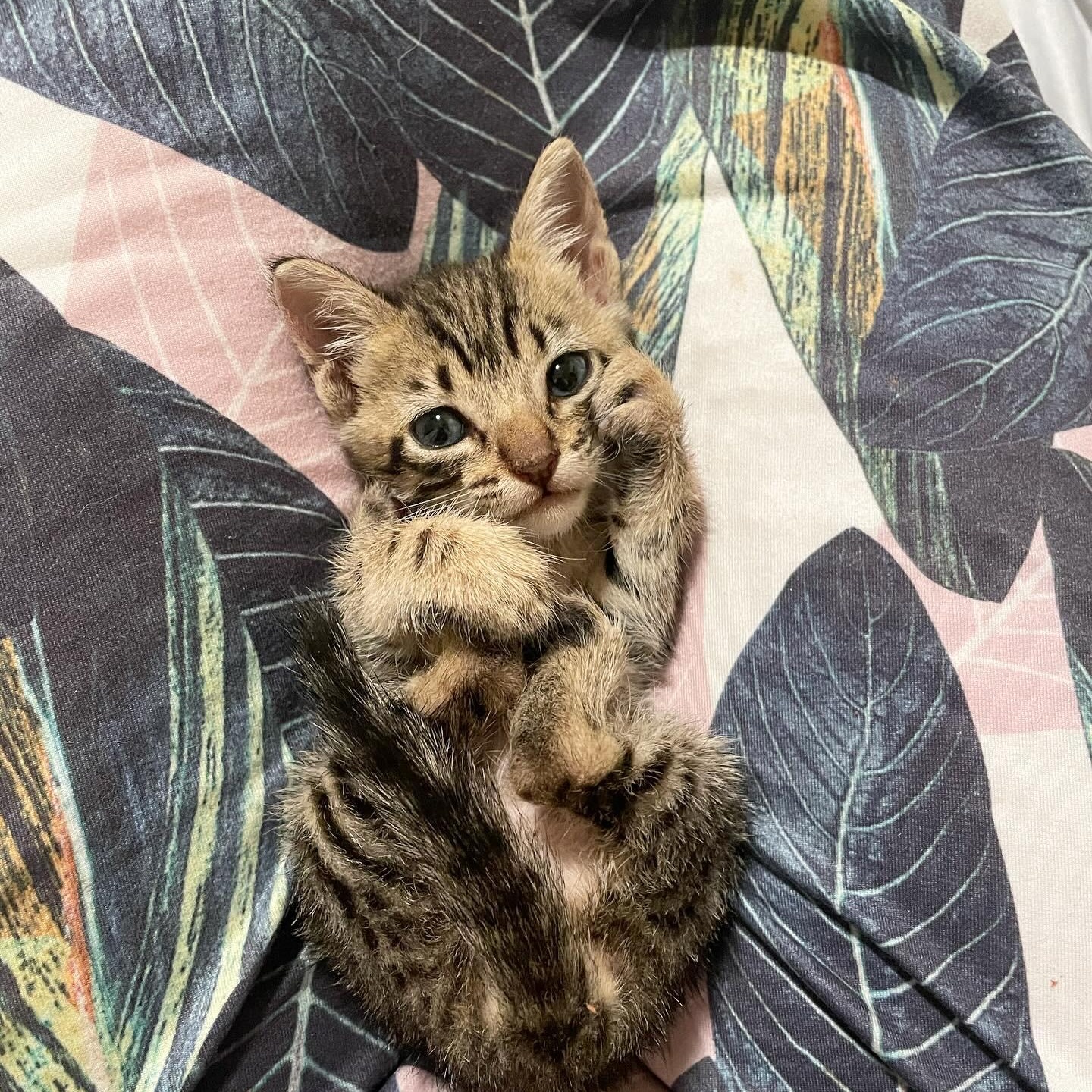 Crash, ADOPTABLE, Kitten Male Domestic Short Hair.
