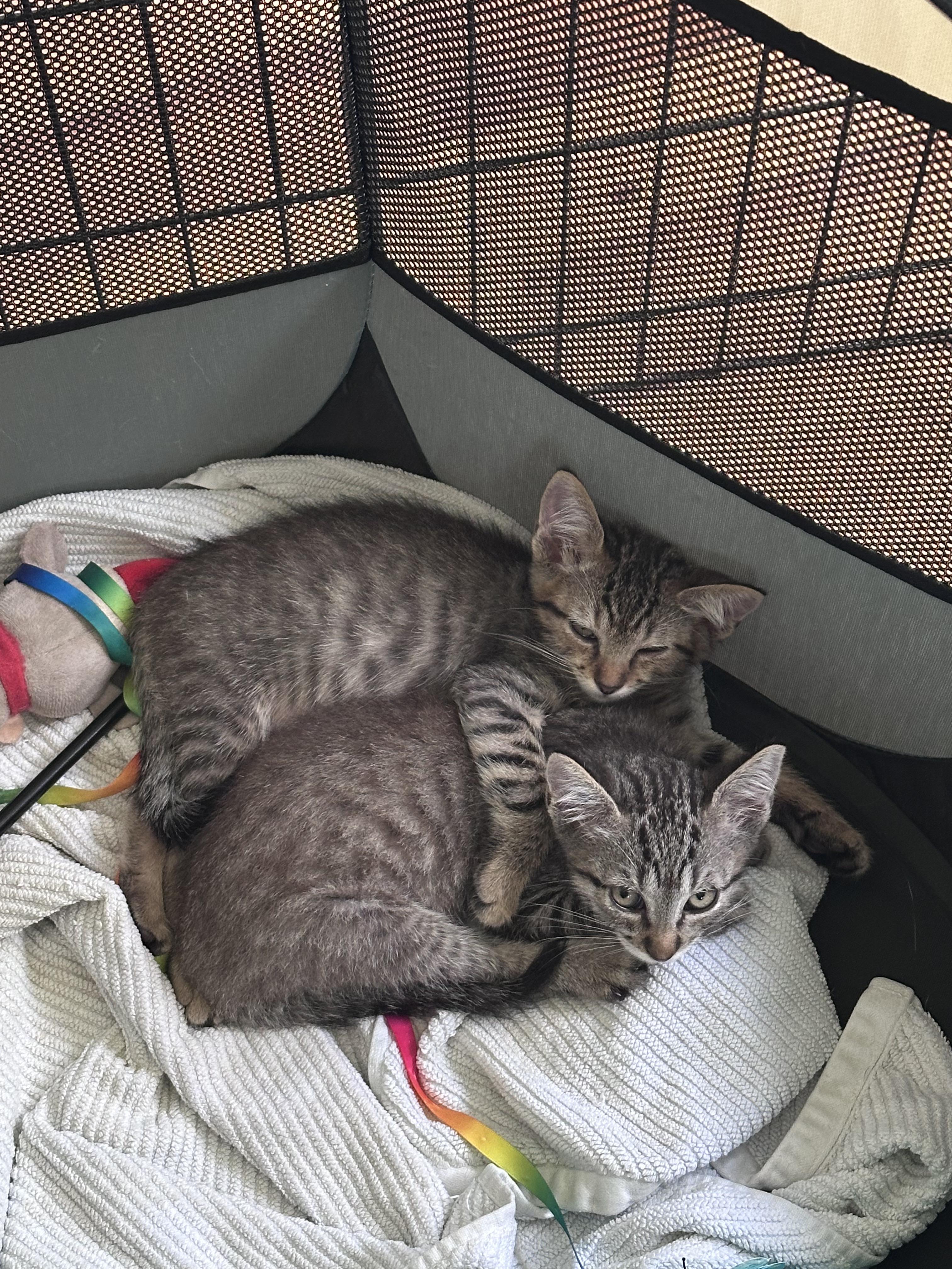 Crash, a ADOPTABLE Domestic Short Hair in Honolulu, HI image 3/5