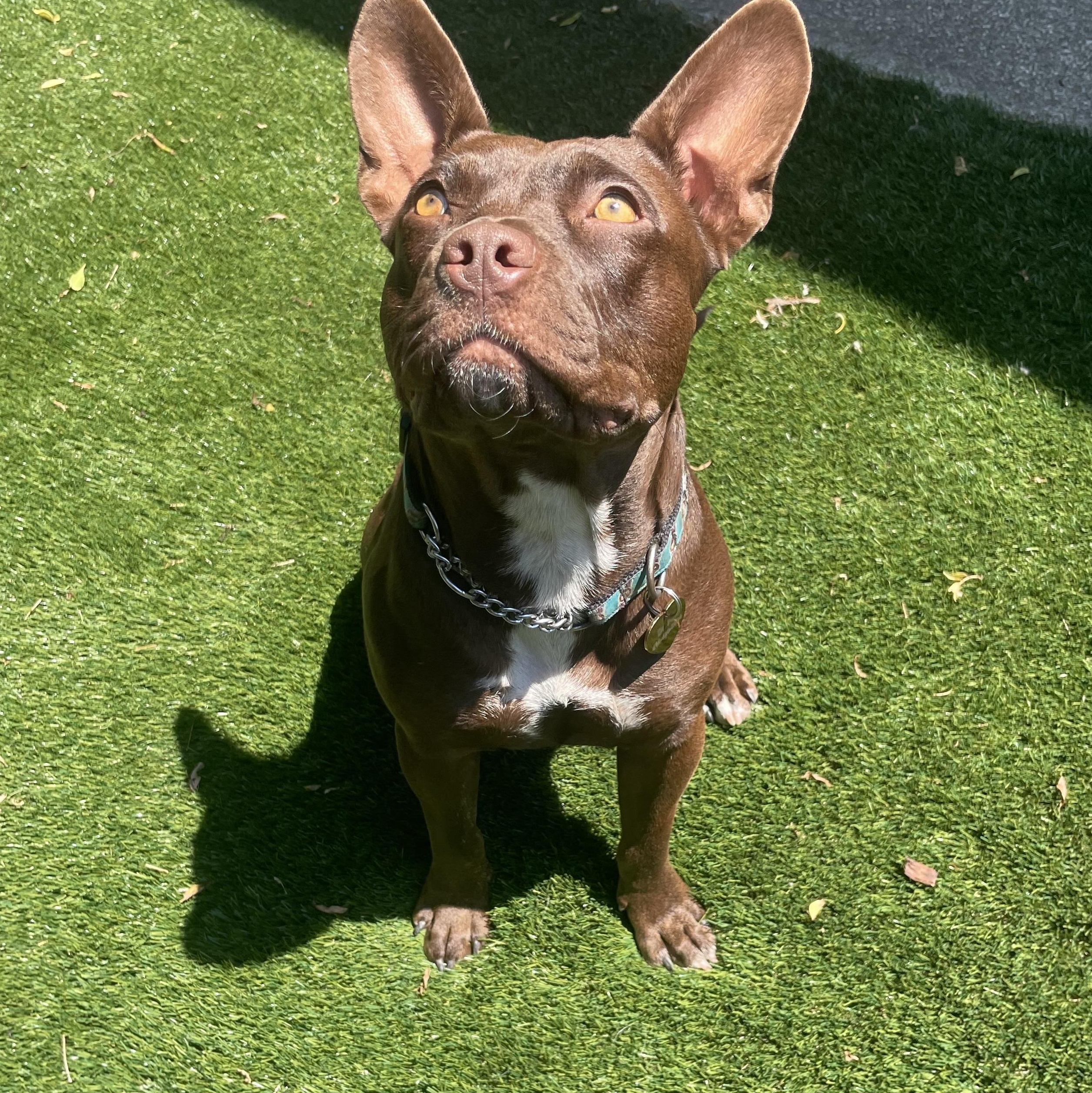 Enlarge Bunny, a Adopted mixed breed in Berkeley, CA image 3/6