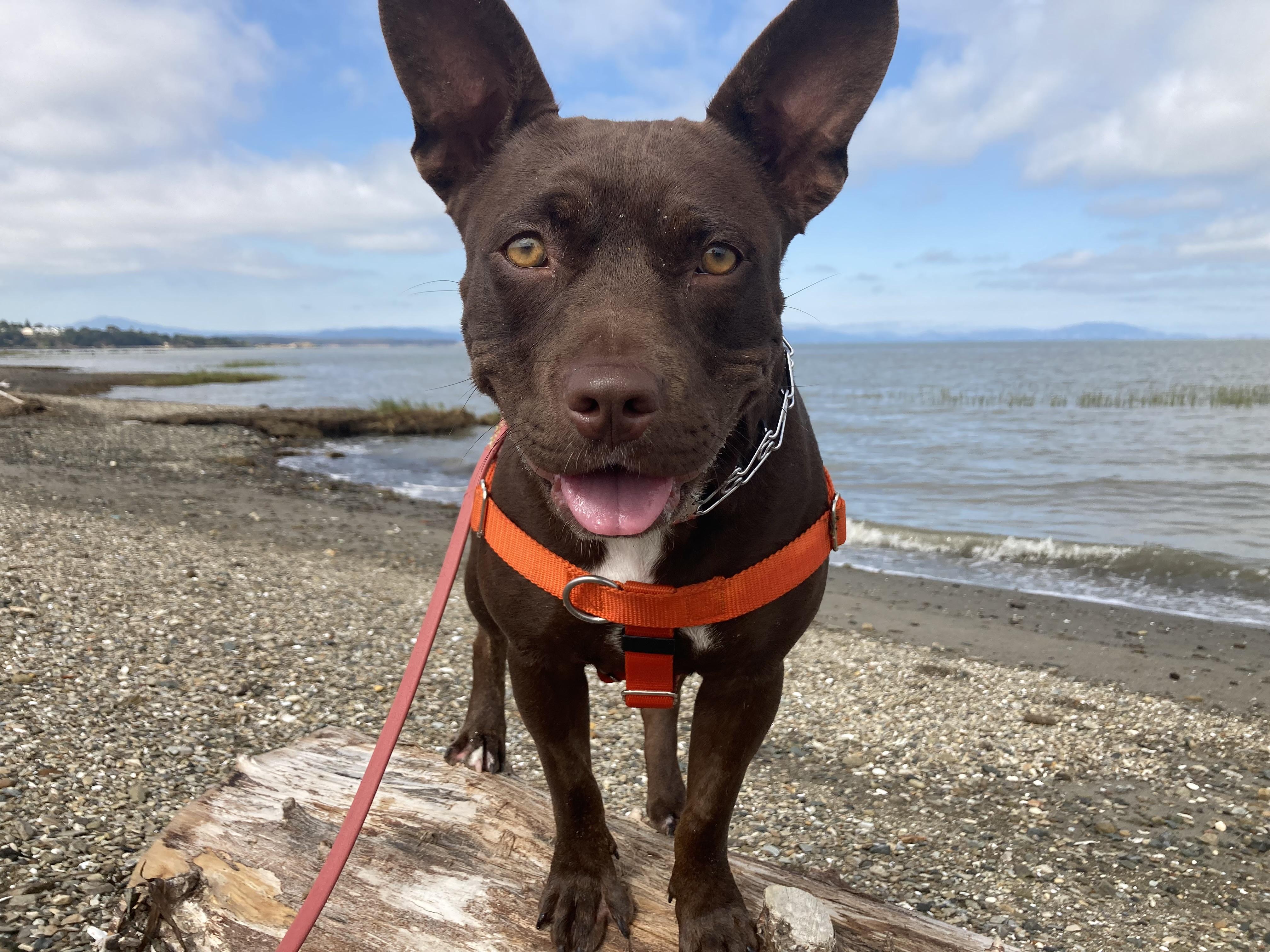 Enlarge Bunny, a Adopted mixed breed in Berkeley, CA image 1/6