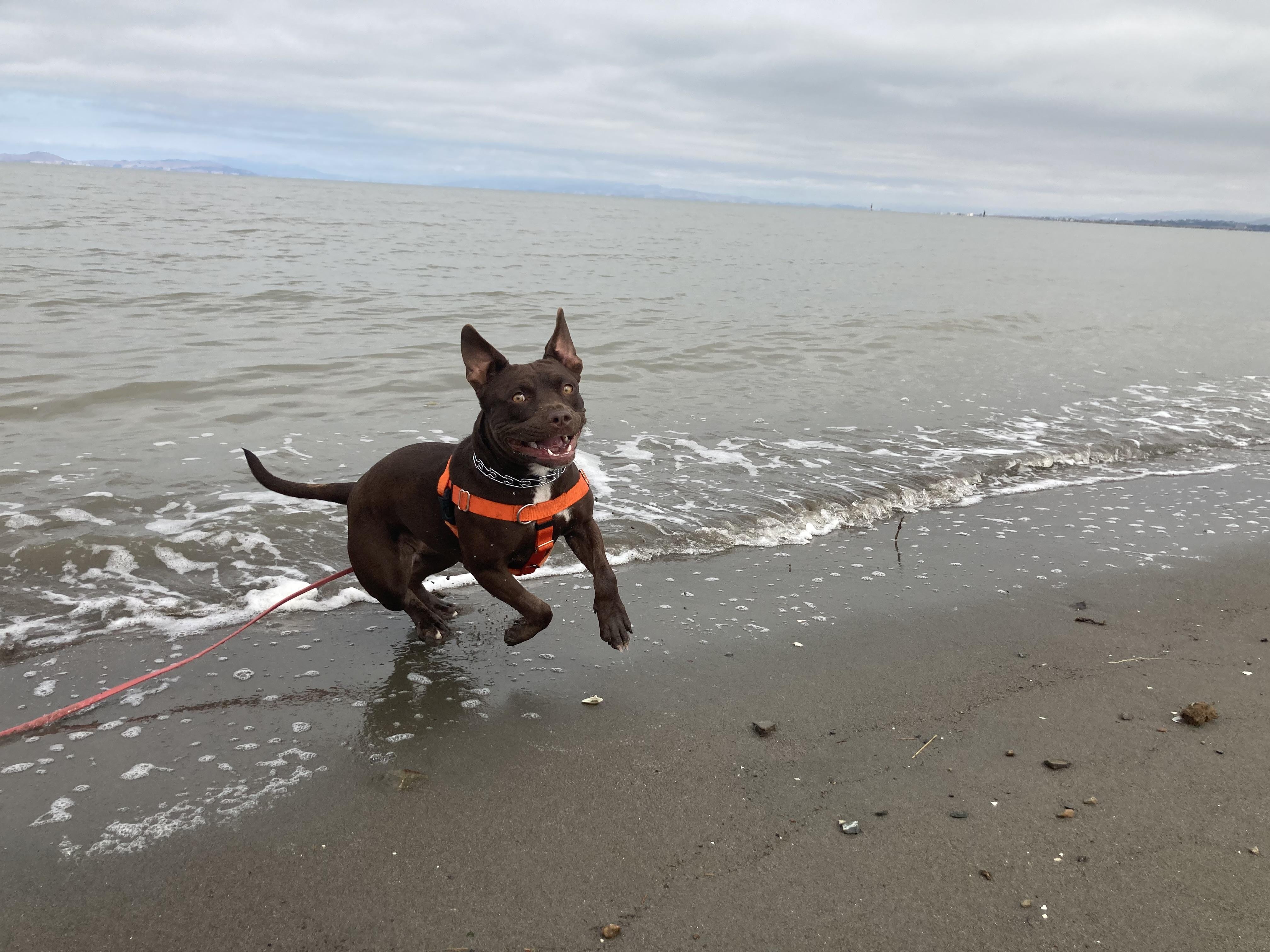 Enlarge Bunny, a Adopted mixed breed in Berkeley, CA image 6/6