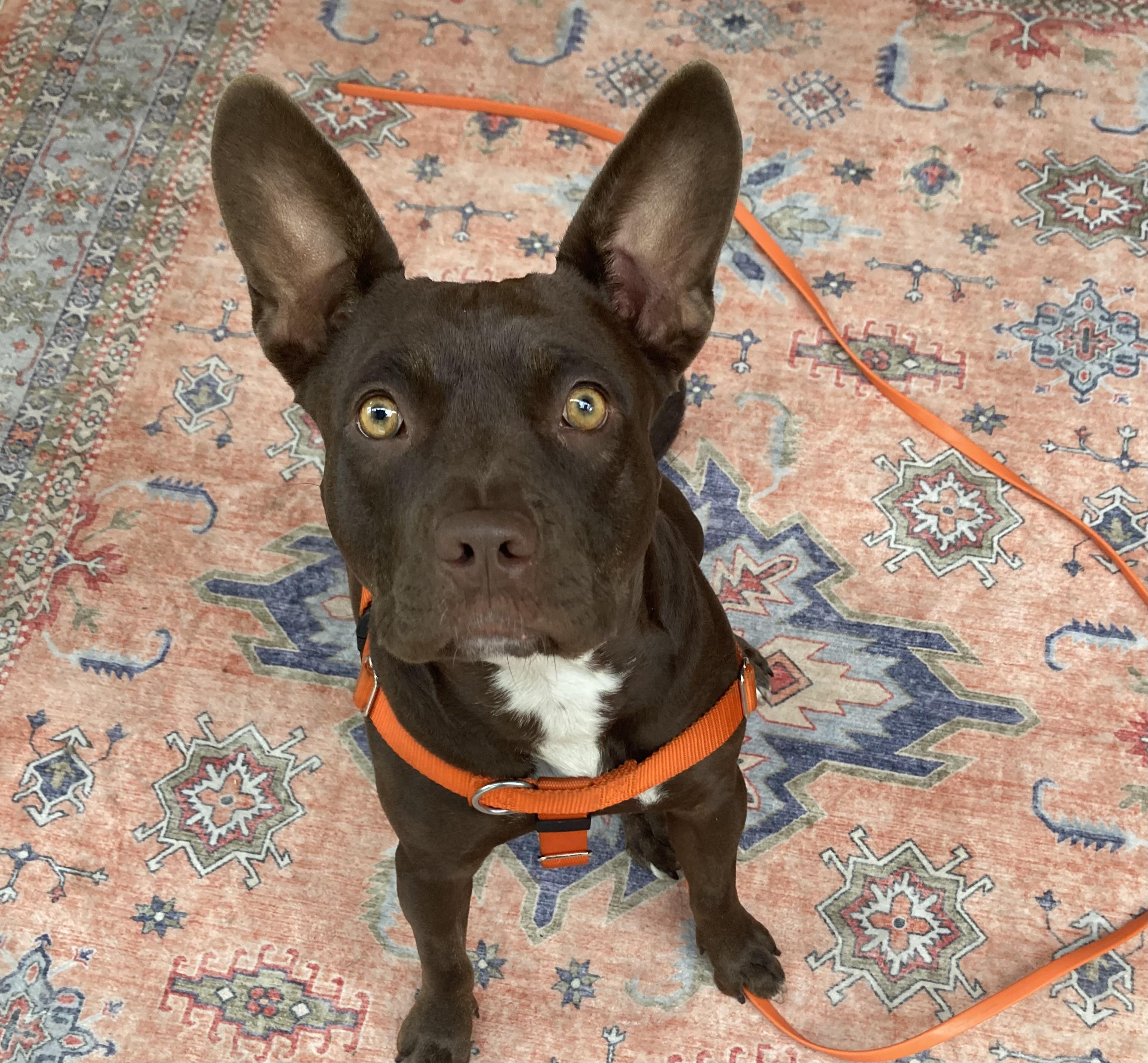Enlarge Bunny, a Adopted mixed breed in Berkeley, CA image 2/6