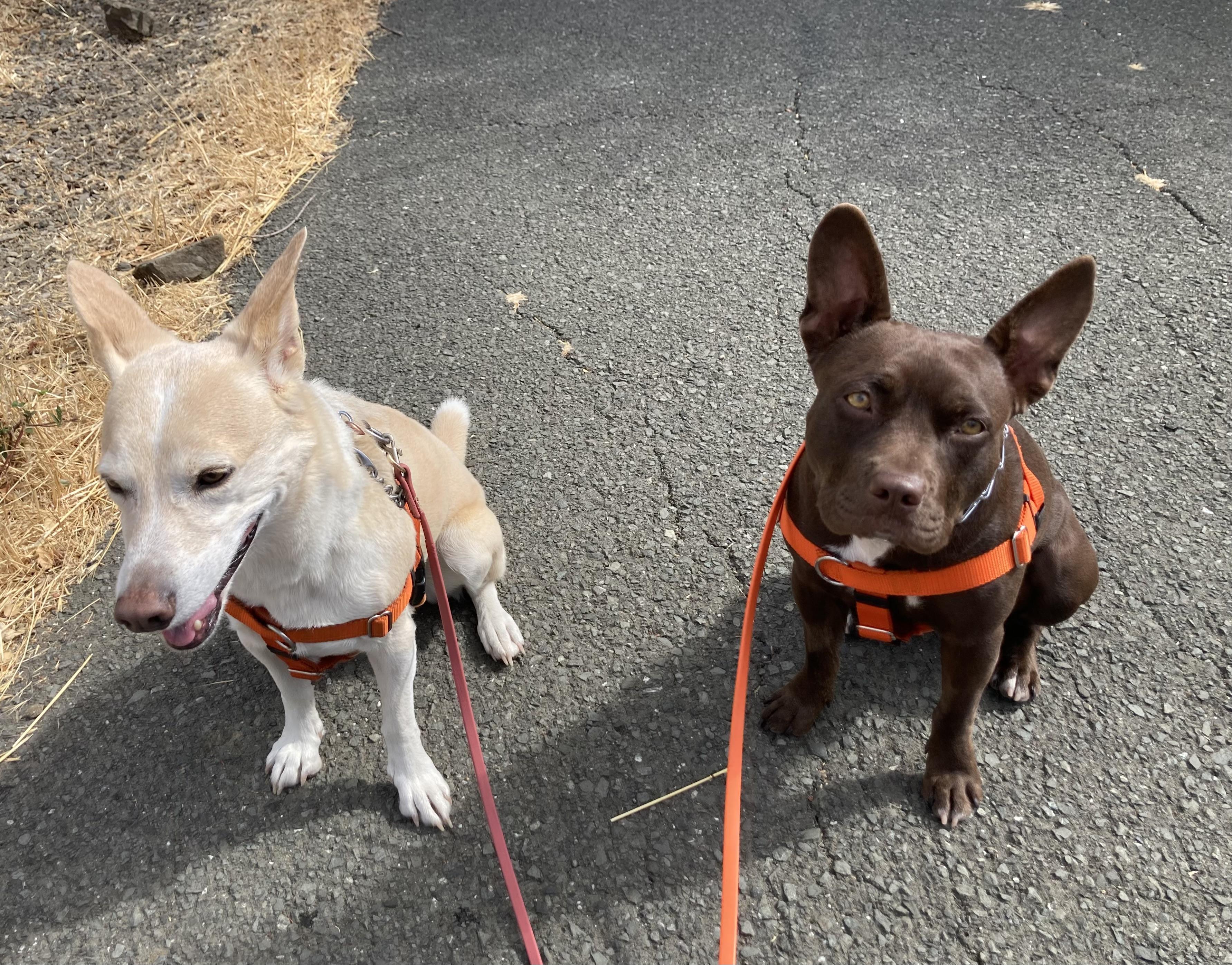 Enlarge Bunny, a Adopted mixed breed in Berkeley, CA image 4/6