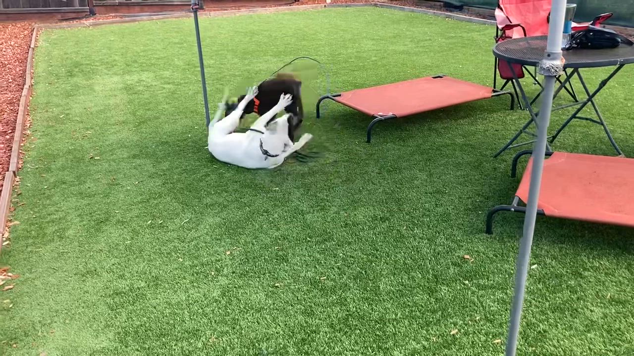 Enlarge Bunny, a Adopted mixed breed in Berkeley, CA video 5/6