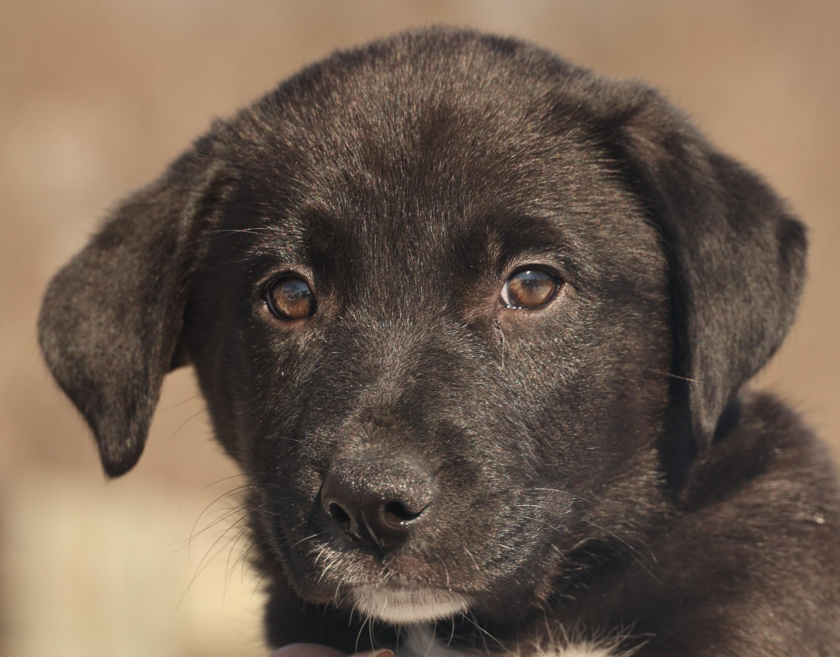 Gino-Available 2/21@Petsmart! www.lhar.dog to apply!, adoptable, Puppy Male Border Collie & Husky.