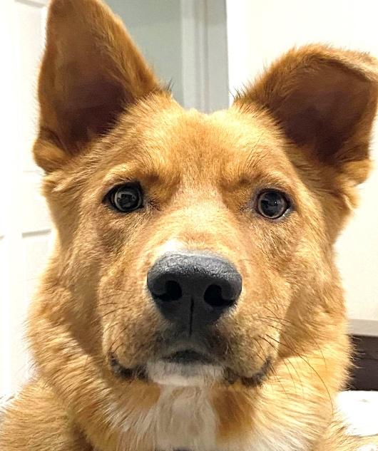 Enlarge Shorty, a Adoptable mixed breed in Huntington, NY image 1/4