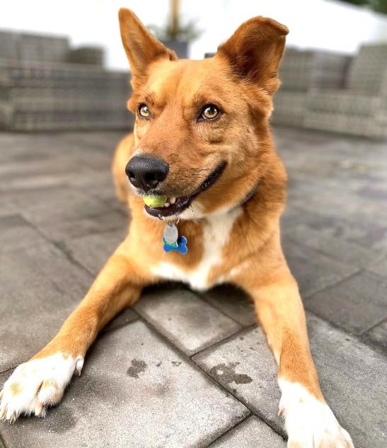 Enlarge Shorty, a Adoptable mixed breed in Huntington, NY image 2/4