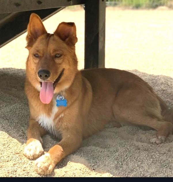 Enlarge Shorty, a Adoptable mixed breed in Huntington, NY image 4/4