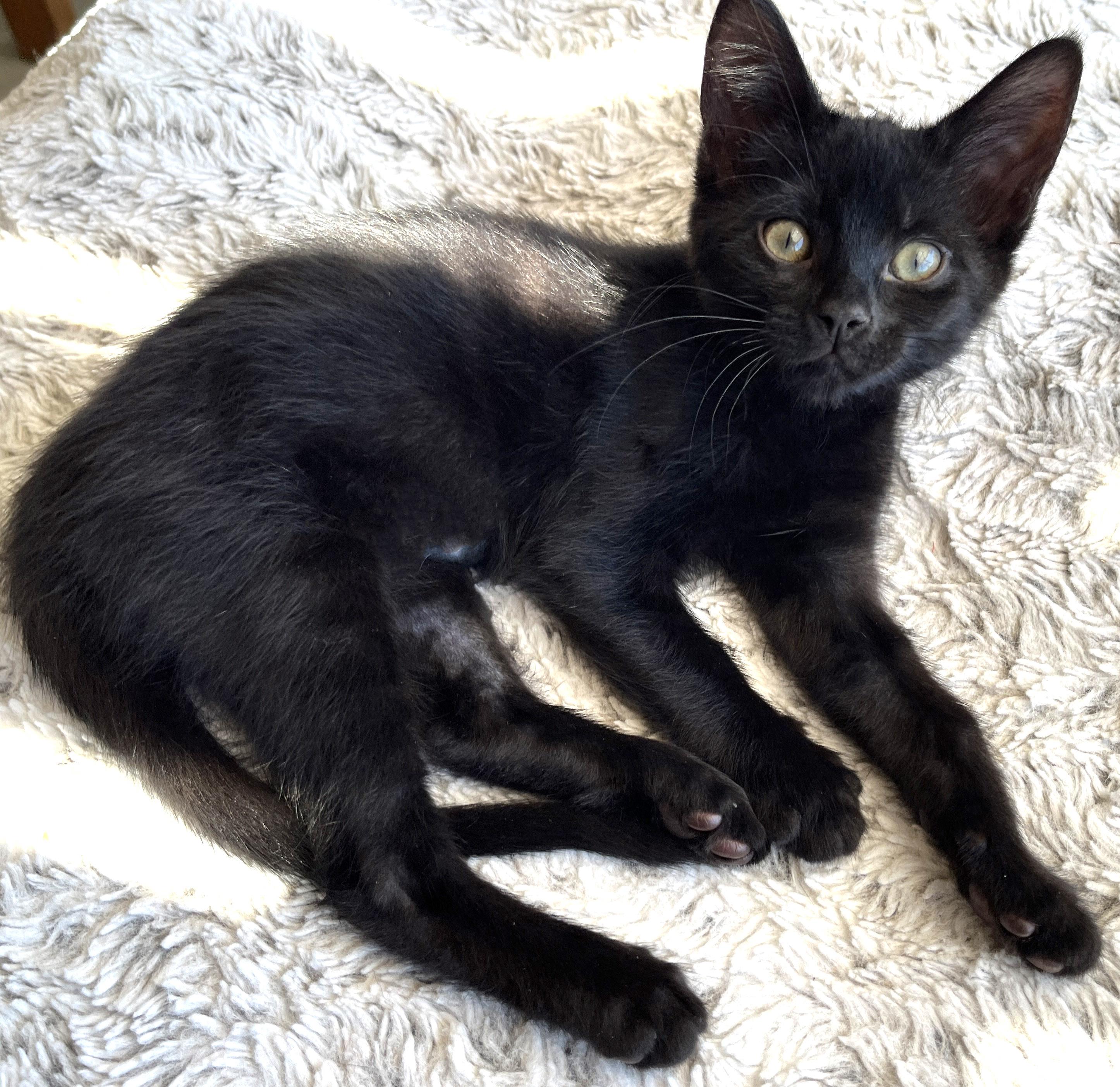 Juno, adopted, Kitten Female Domestic Short Hair.