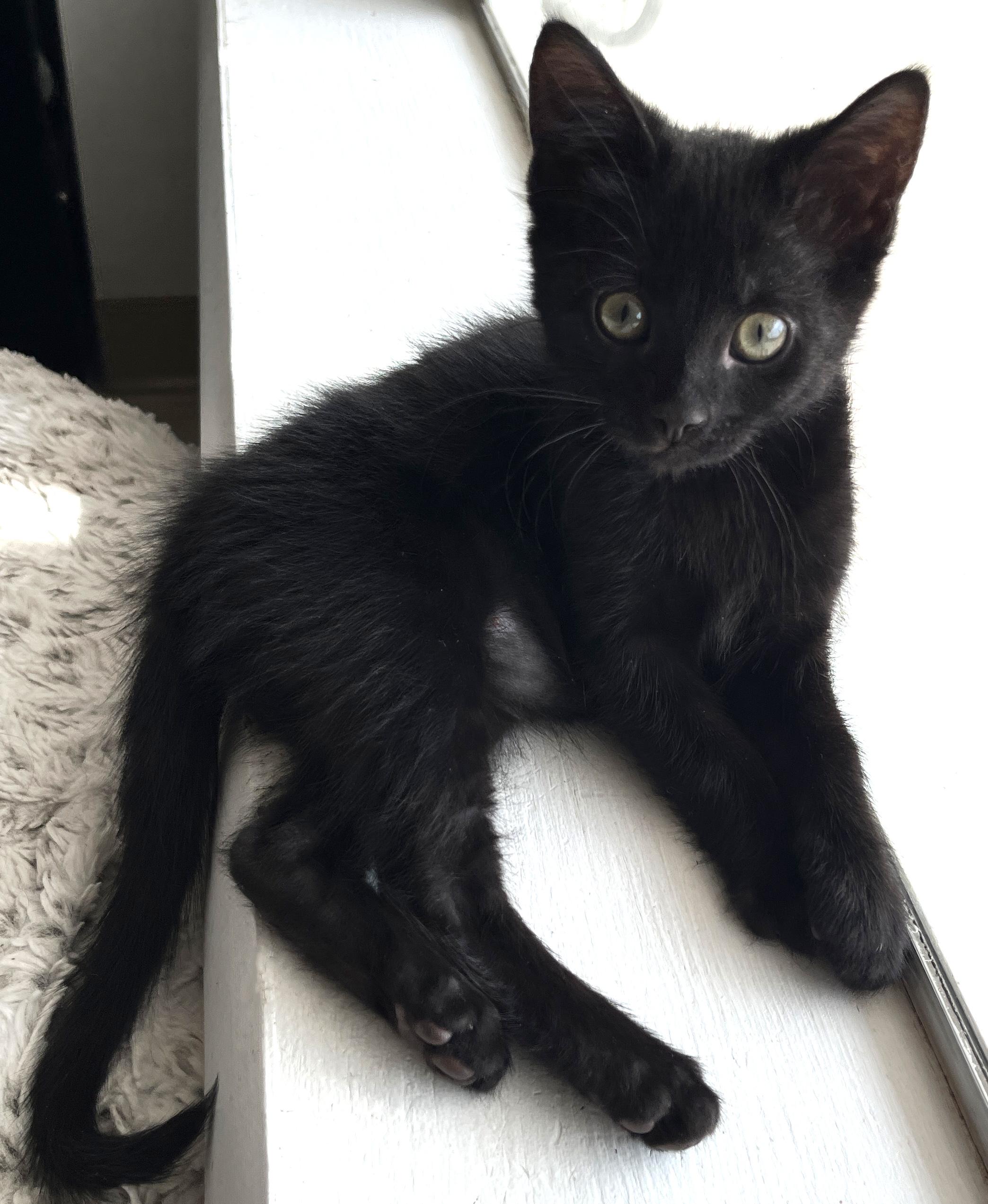 Juno, an adopted Domestic Short Hair in Tigard, OR image 3/3