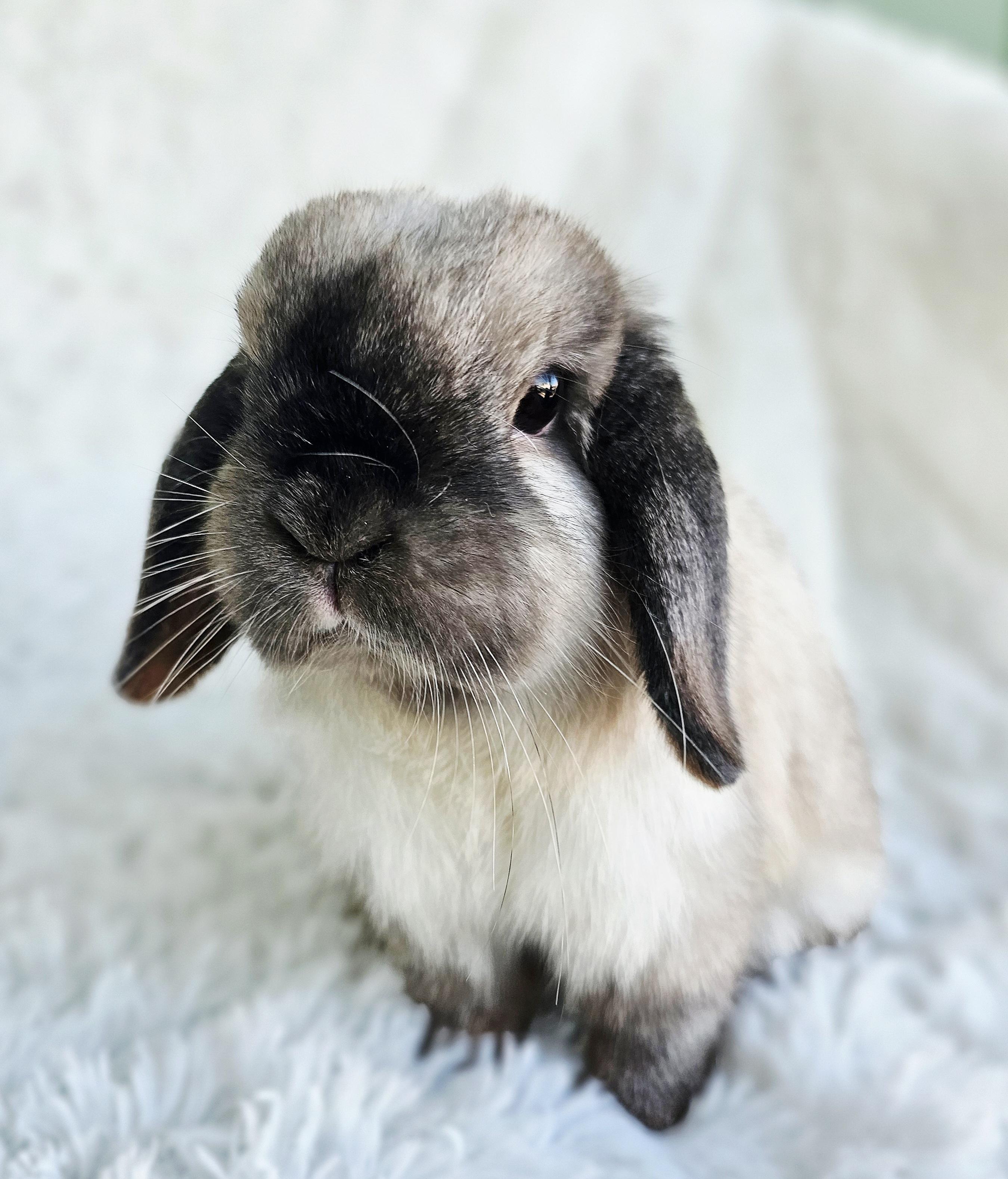 Enlarge Lloyd (MEDICAL NEEDS), a Adopted Holland Lop in Harrisburg, OR image 1/1