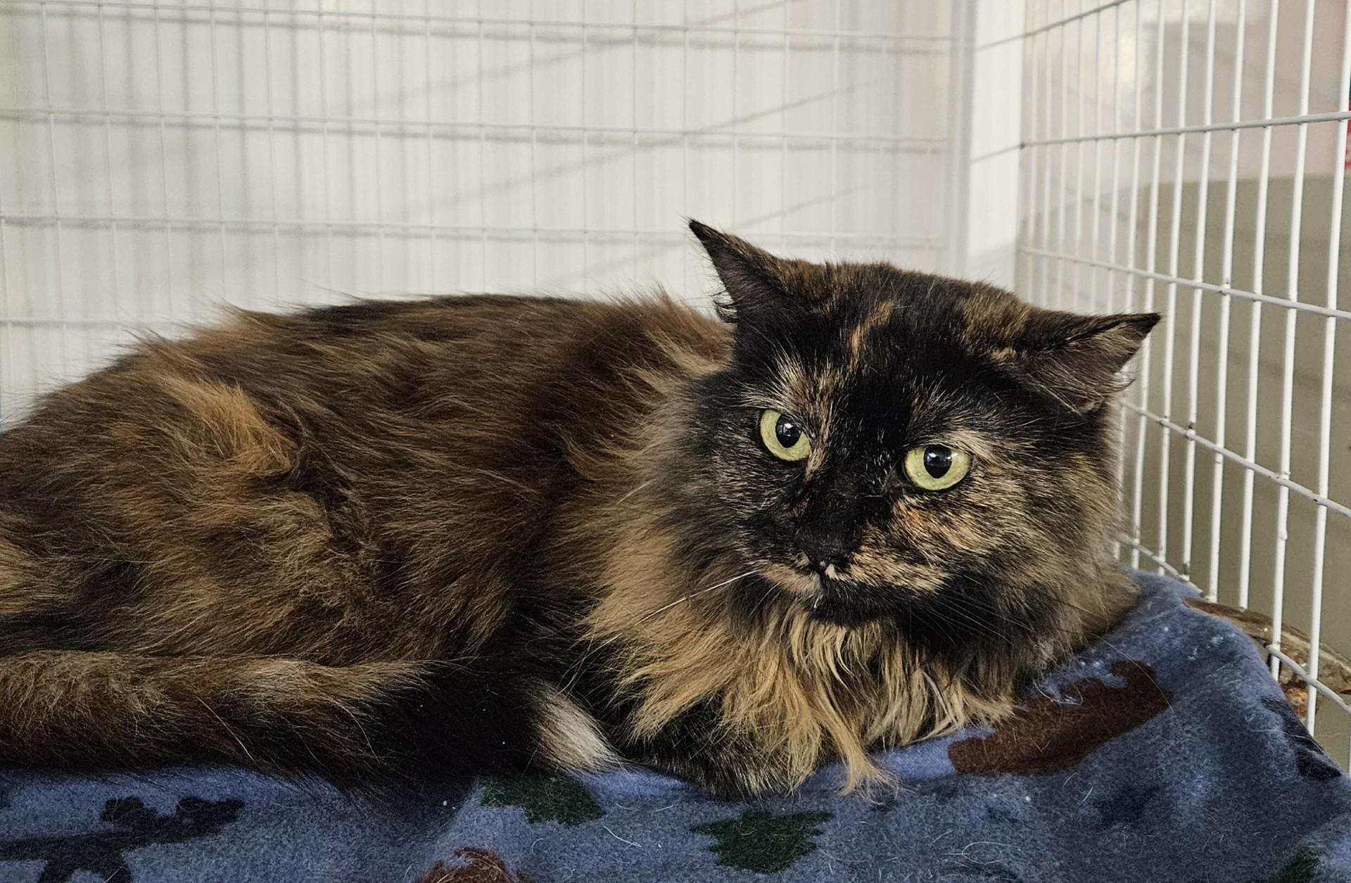 Starmie, adopted, Adult Female Domestic Long Hair.
