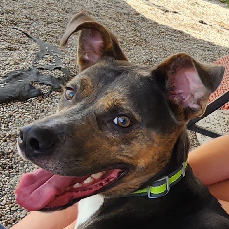 Dog for adoption Duke, a Boxer in Wahpeton, ND Petfinder