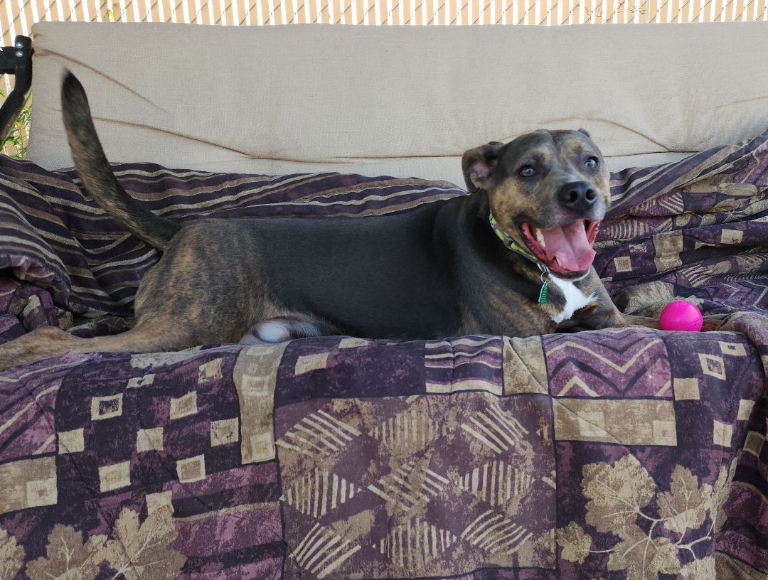 Dog for adoption Duke, a Boxer in Wahpeton, ND Petfinder