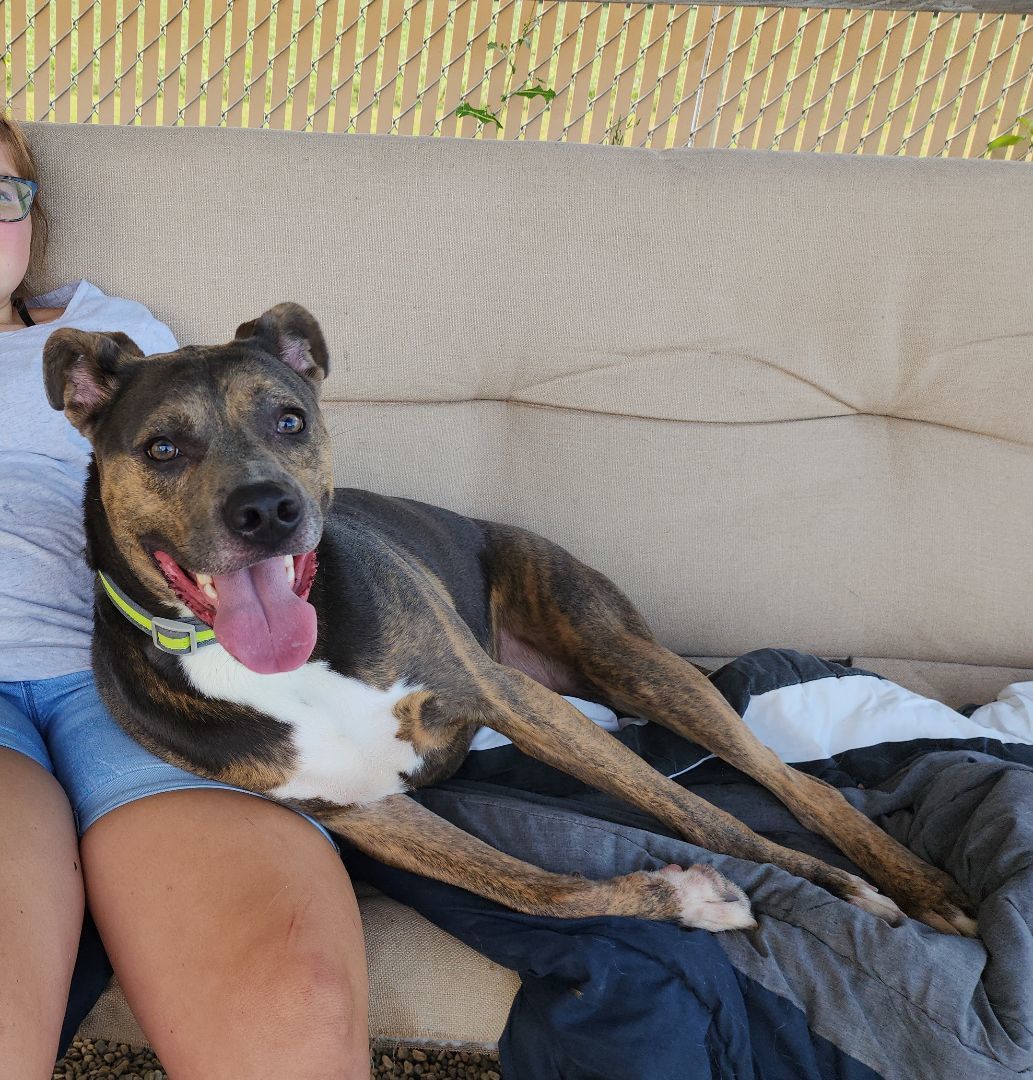 Dog for adoption Duke, a Boxer in Wahpeton, ND Petfinder