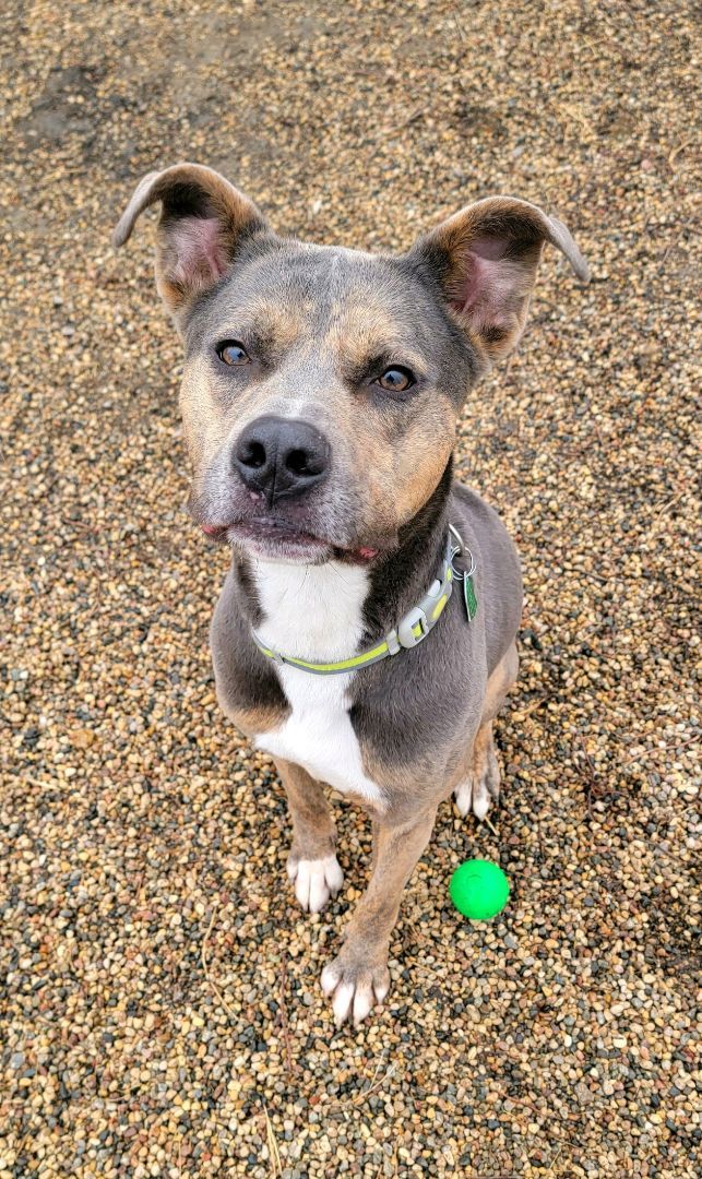 Dog for adoption Duke, a Boxer in Wahpeton, ND Petfinder