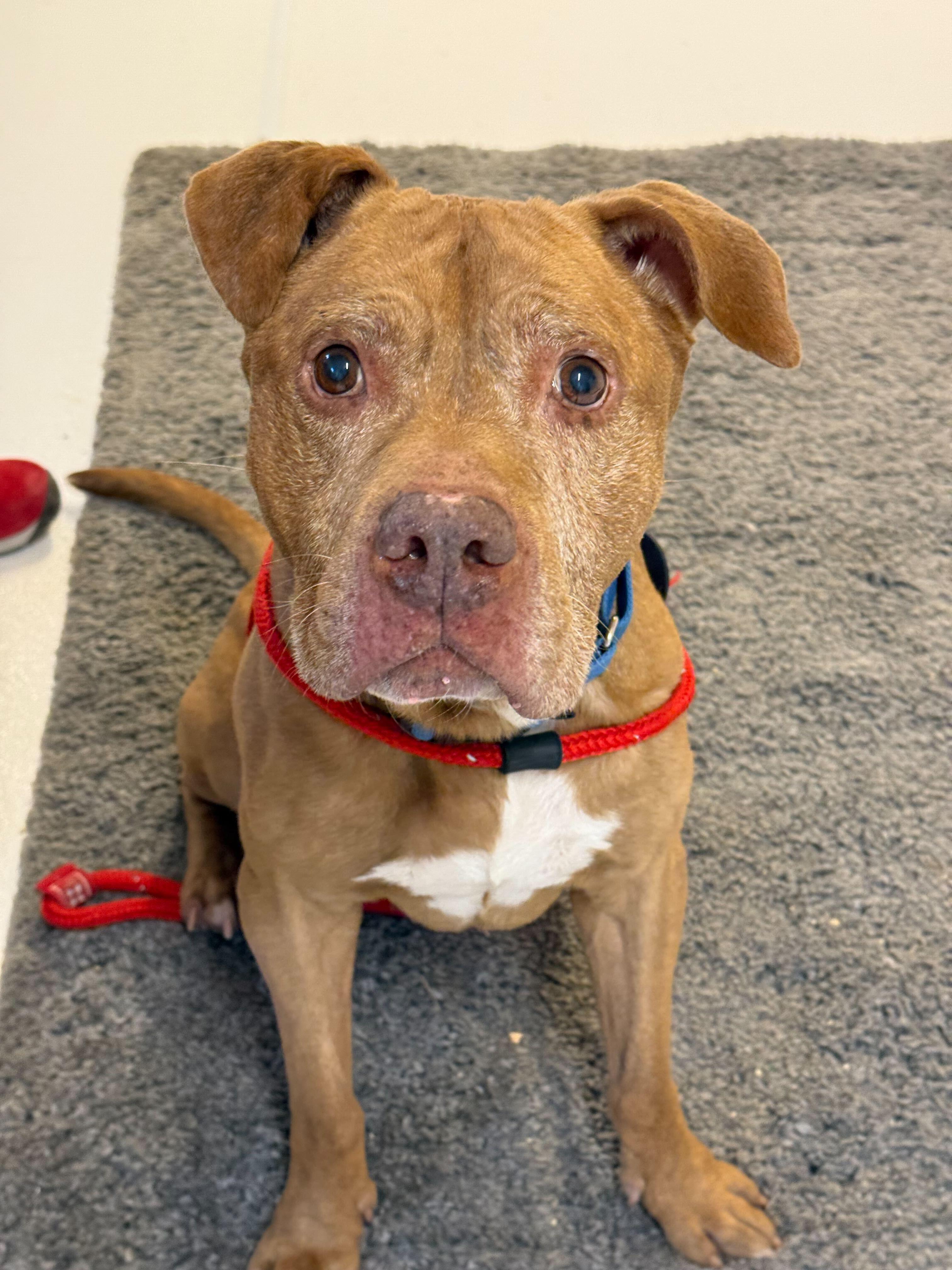 Enlarge Nugget, a ADOPTABLE mixed breed in Queenstown, MD image 2/6