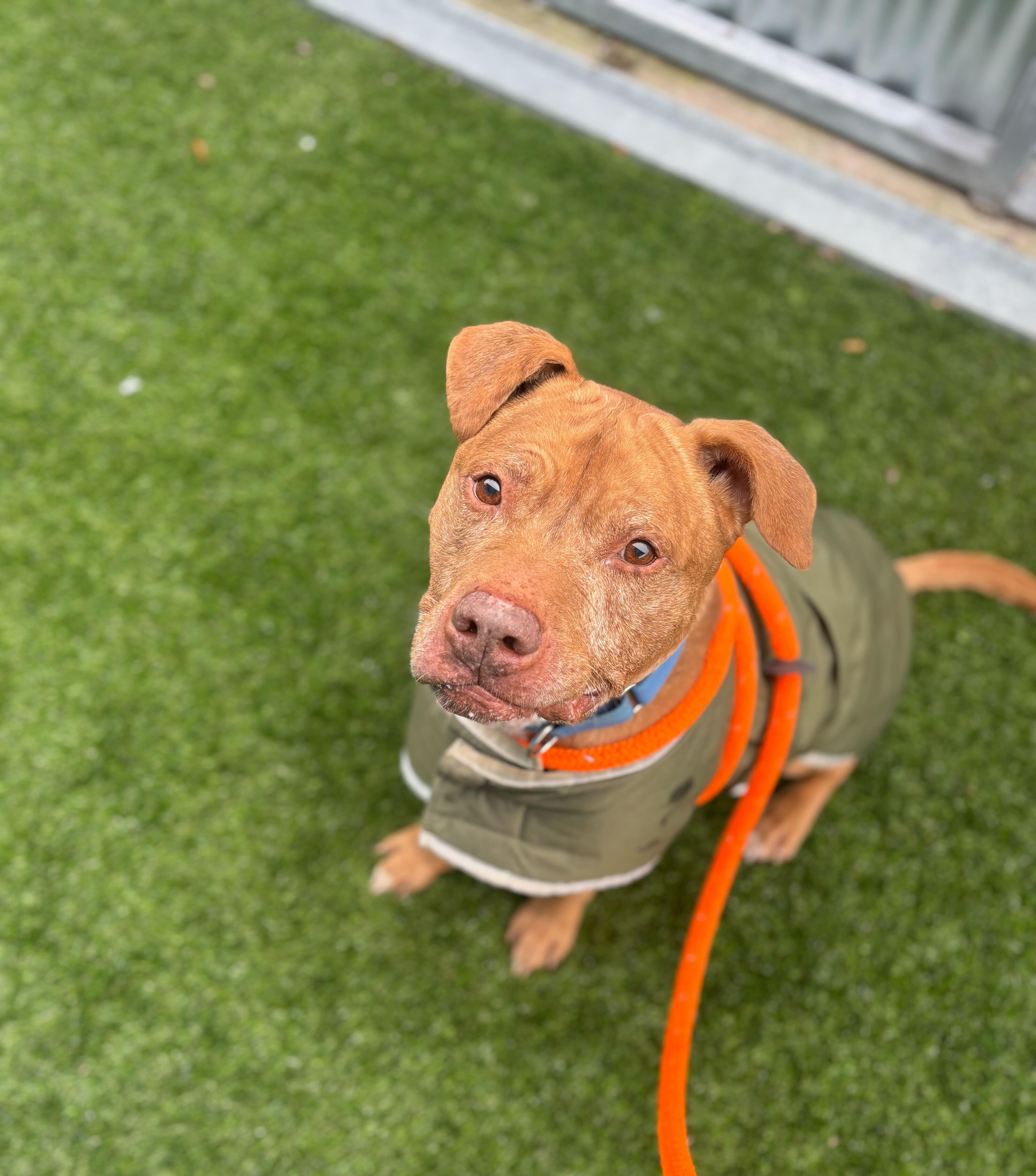 Enlarge Nugget, a ADOPTABLE mixed breed in Queenstown, MD image 3/6