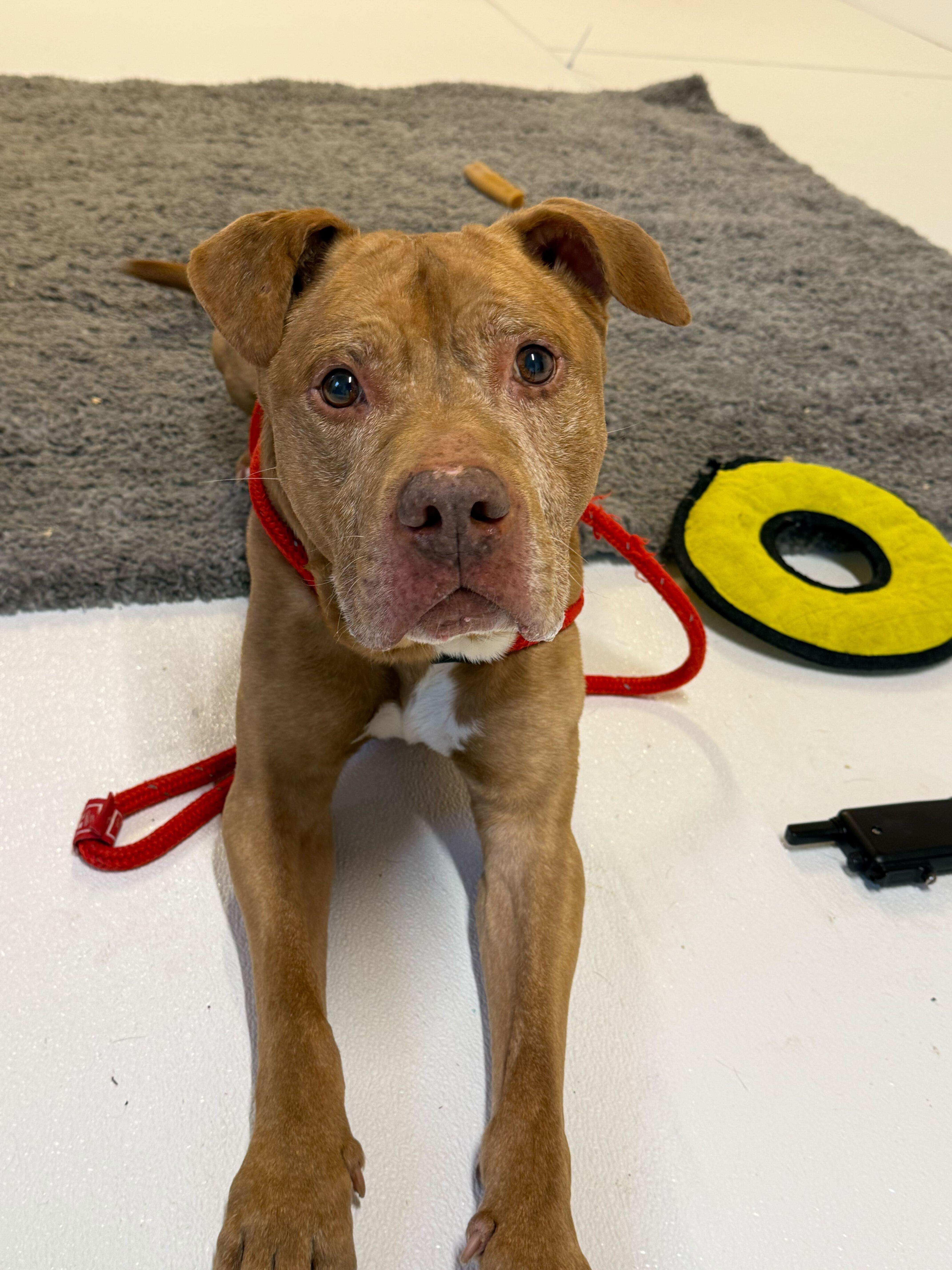 Enlarge Nugget, a ADOPTABLE mixed breed in Queenstown, MD image 1/6