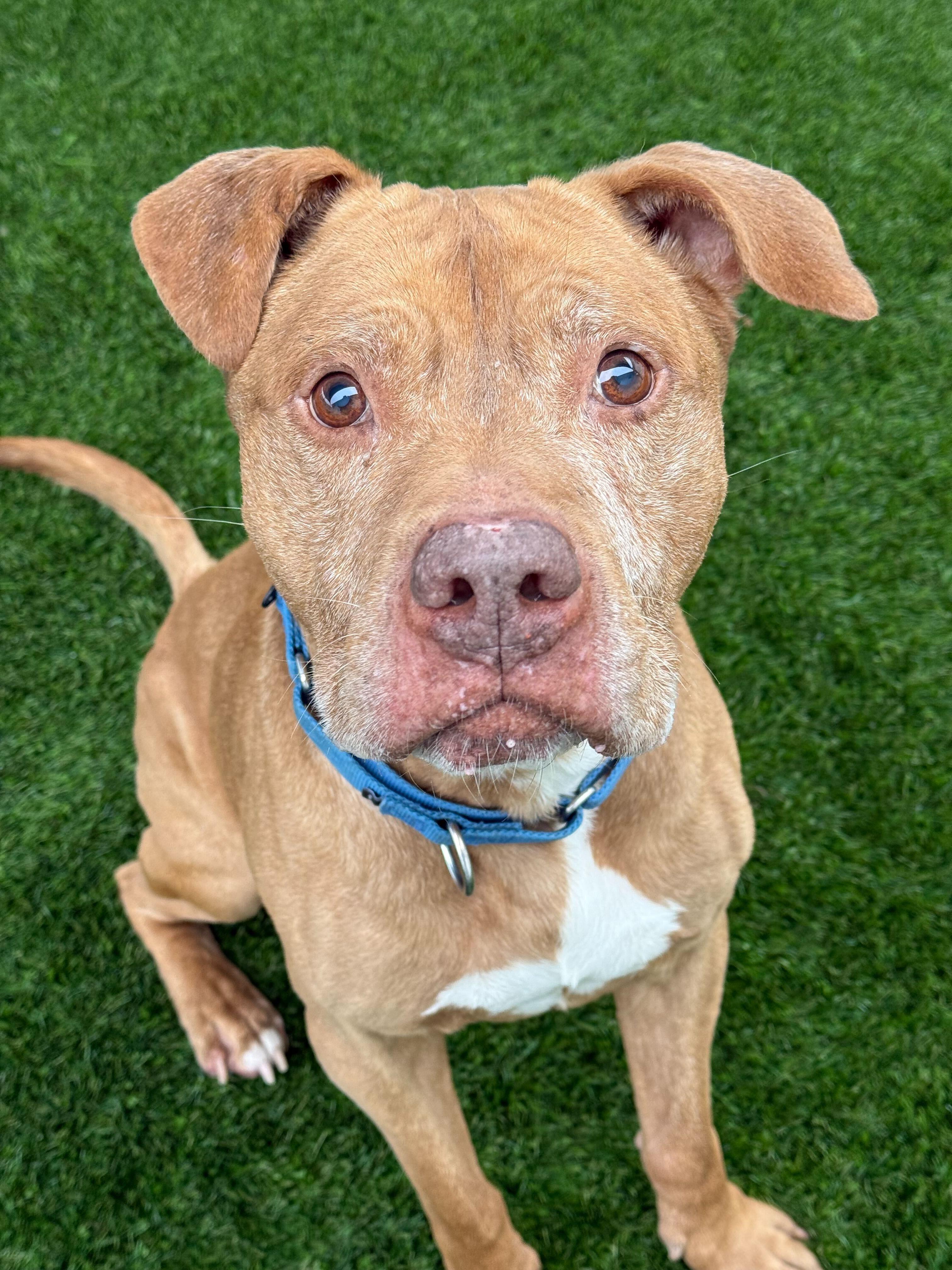 Enlarge Nugget, a ADOPTABLE mixed breed in Queenstown, MD image 5/6